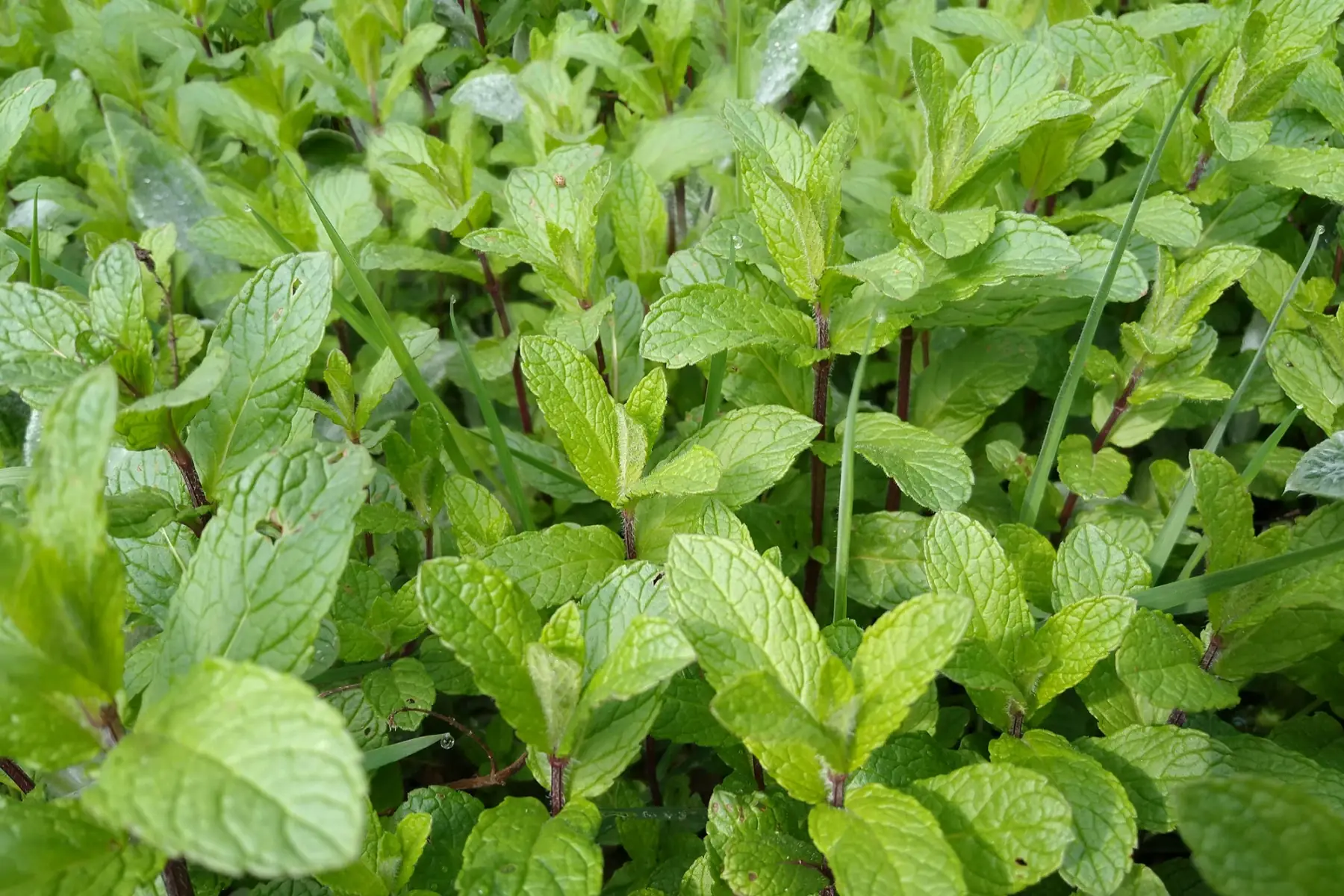 Menthe verte