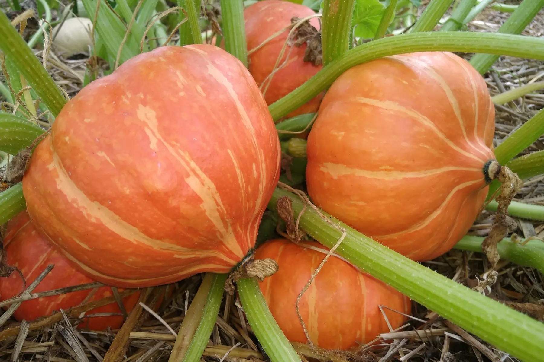 Courge potimarron