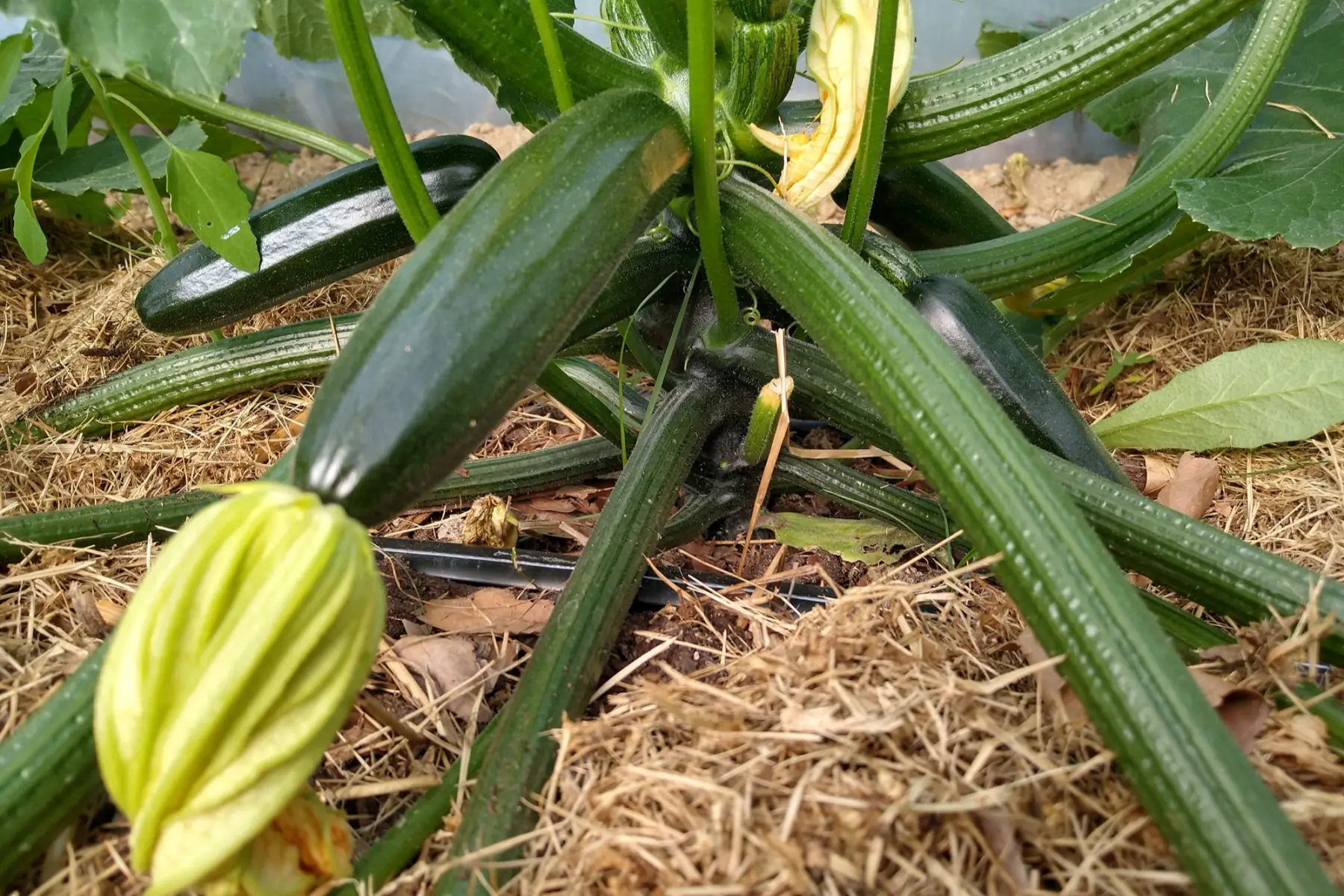 courgettes vertes