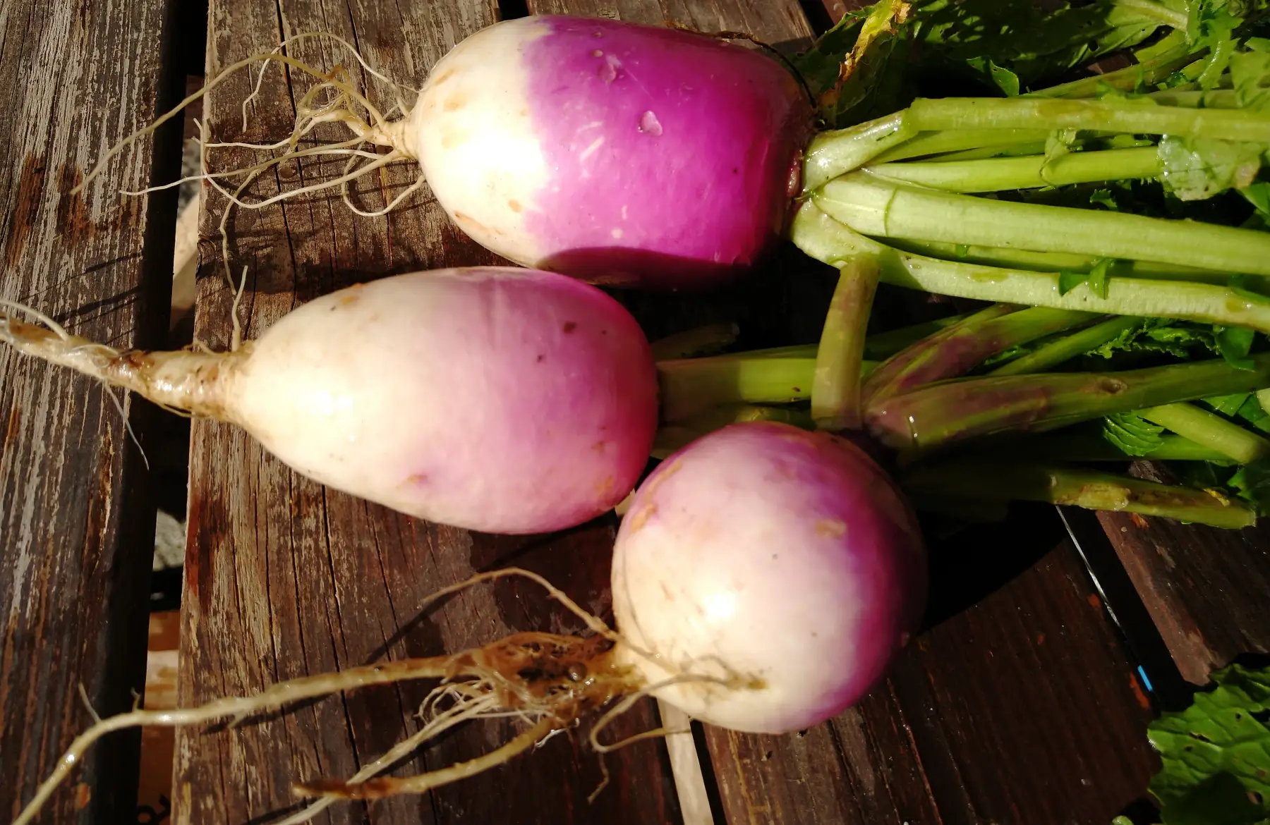 Navet à collet violet