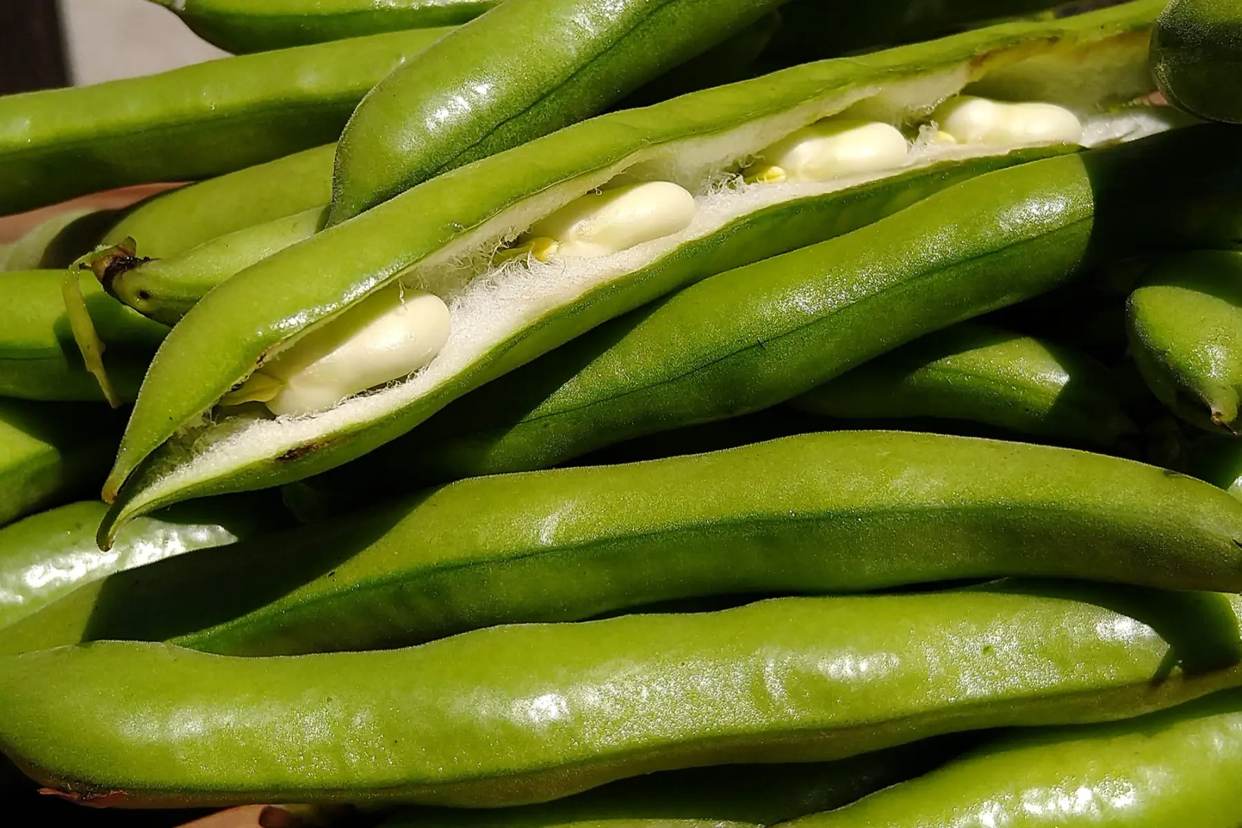 fèves