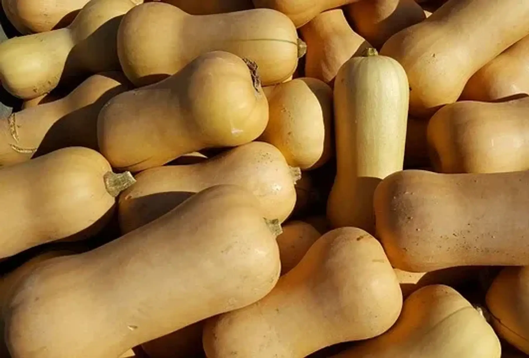 Courge butternut bio, le kg