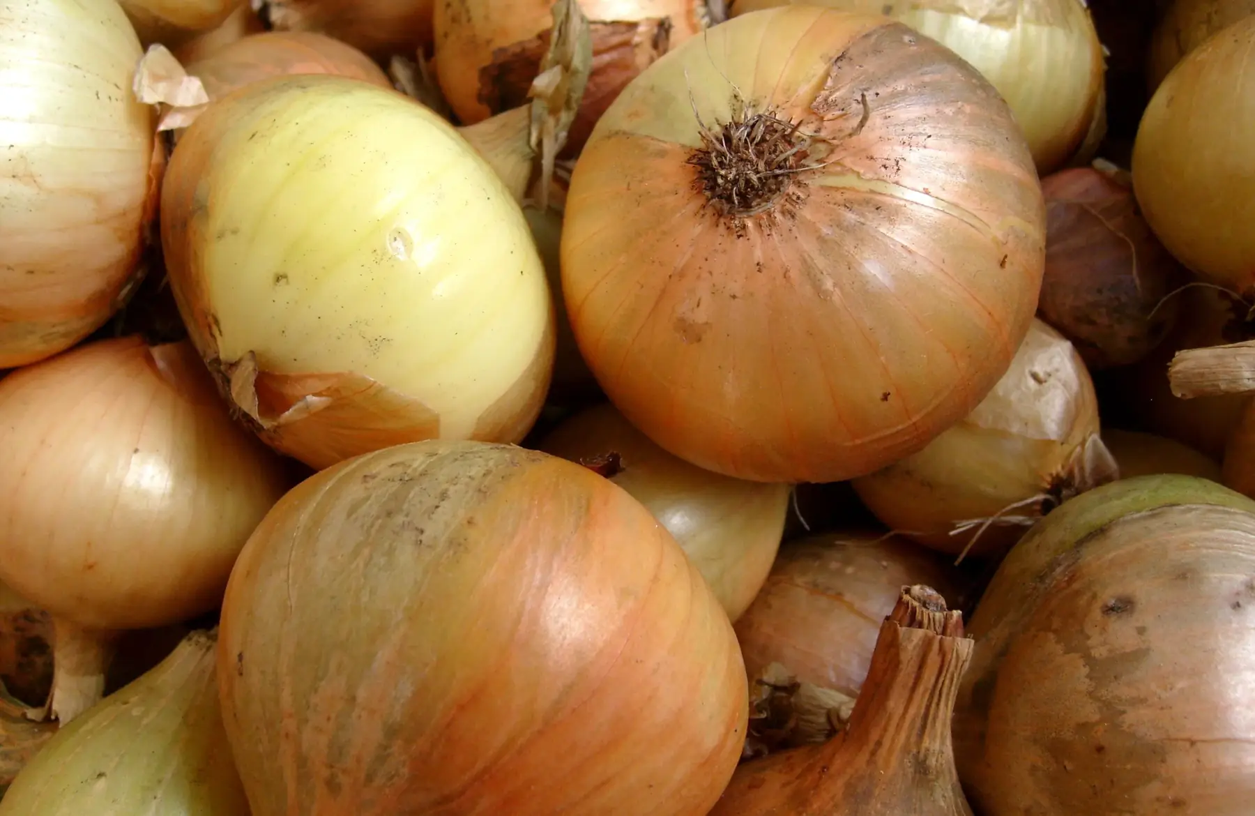 Oignons jaunes 1kg bio