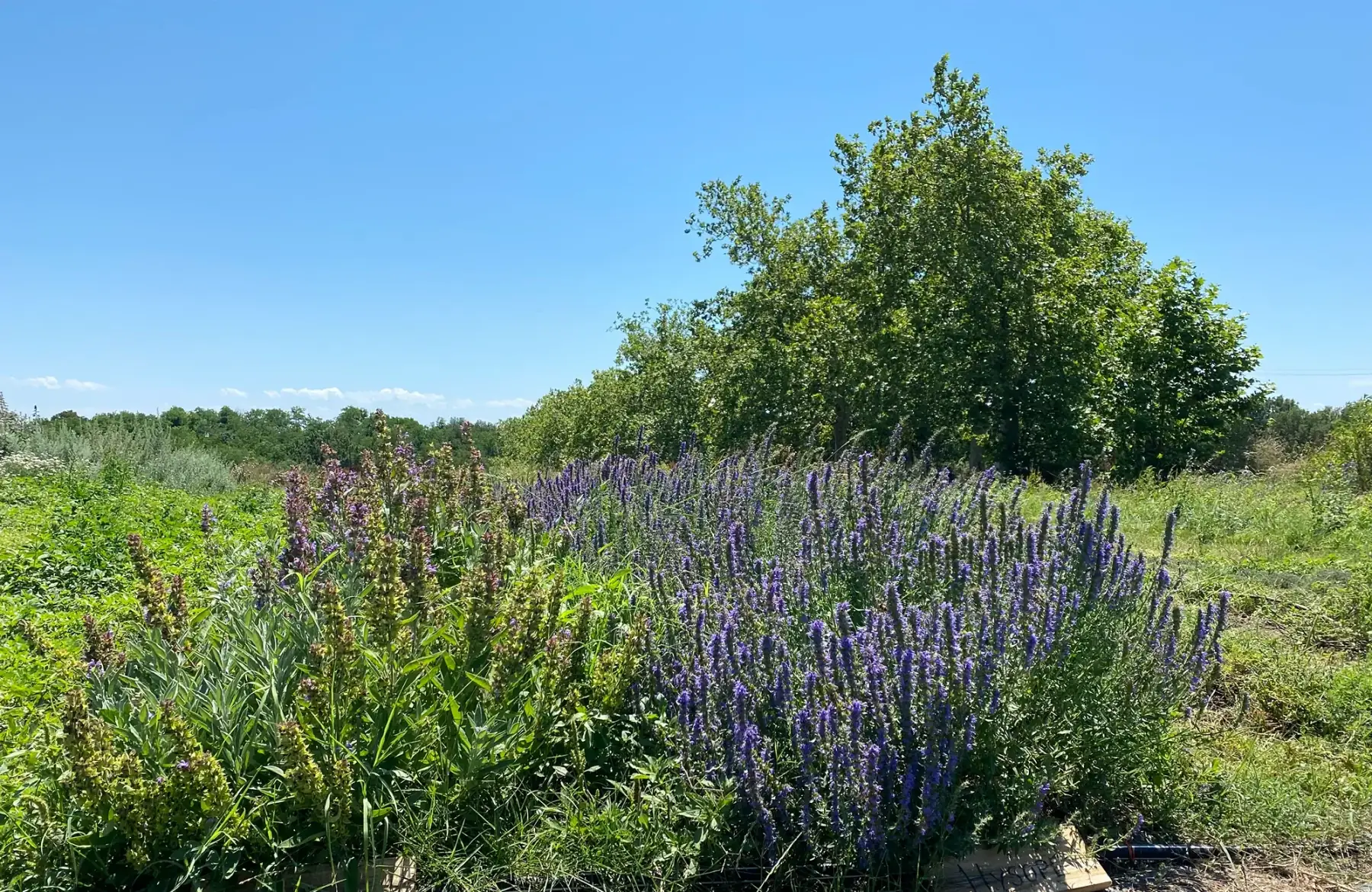 Ferme du Trait Fachet