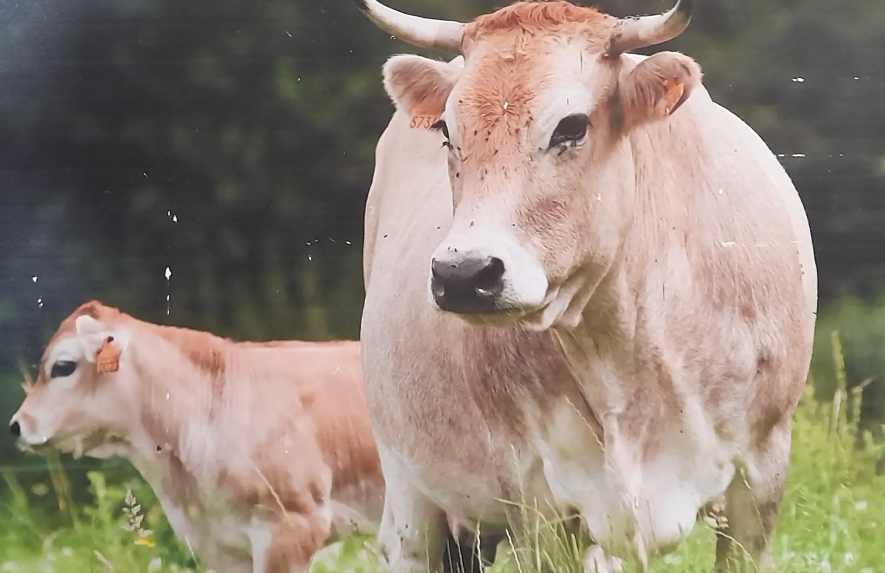 Morceaux de Bœuf vracs