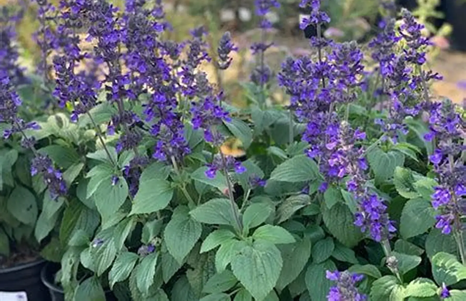 Sauge Mystic spires blue