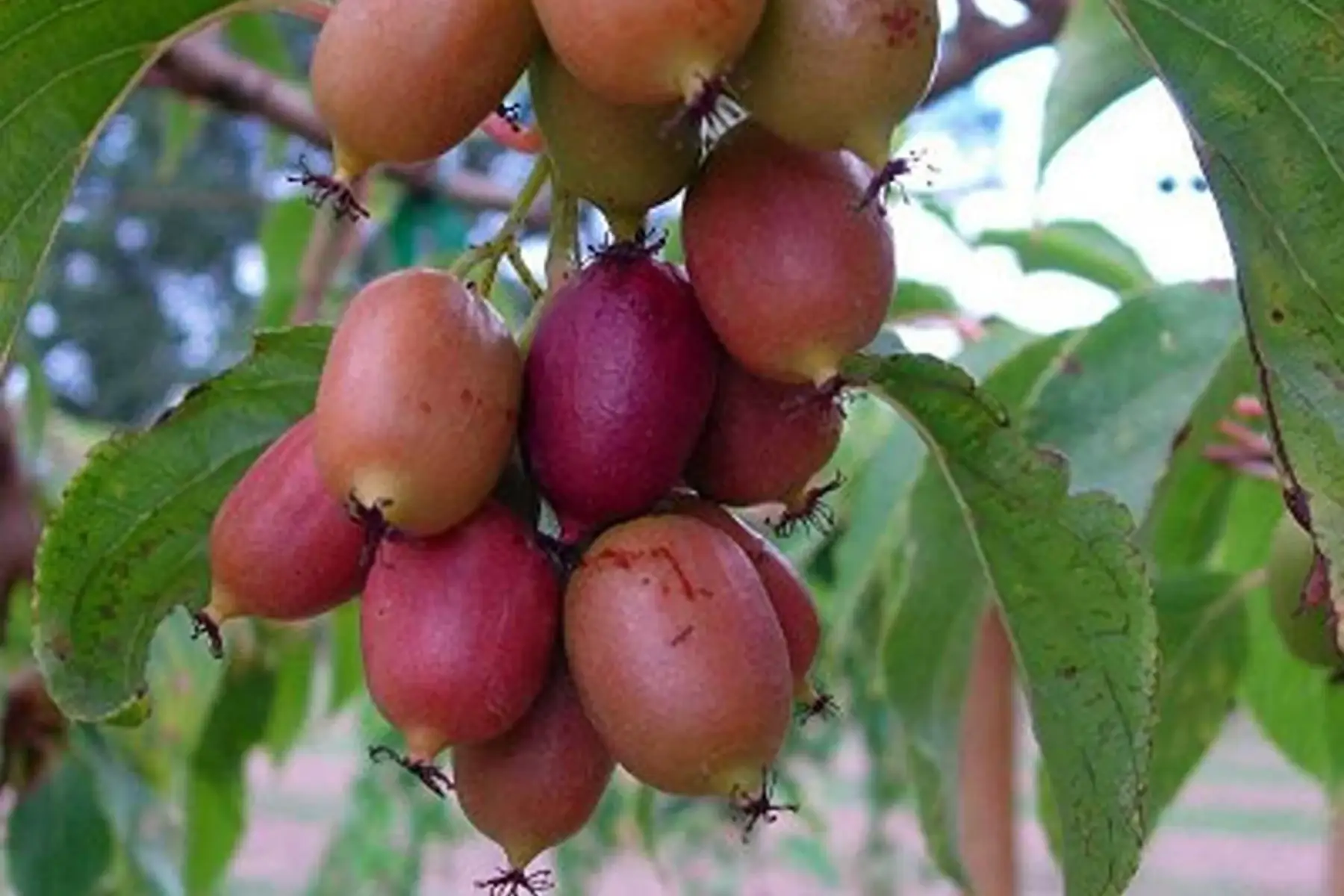 kiwai 'ananasnaya' femelle