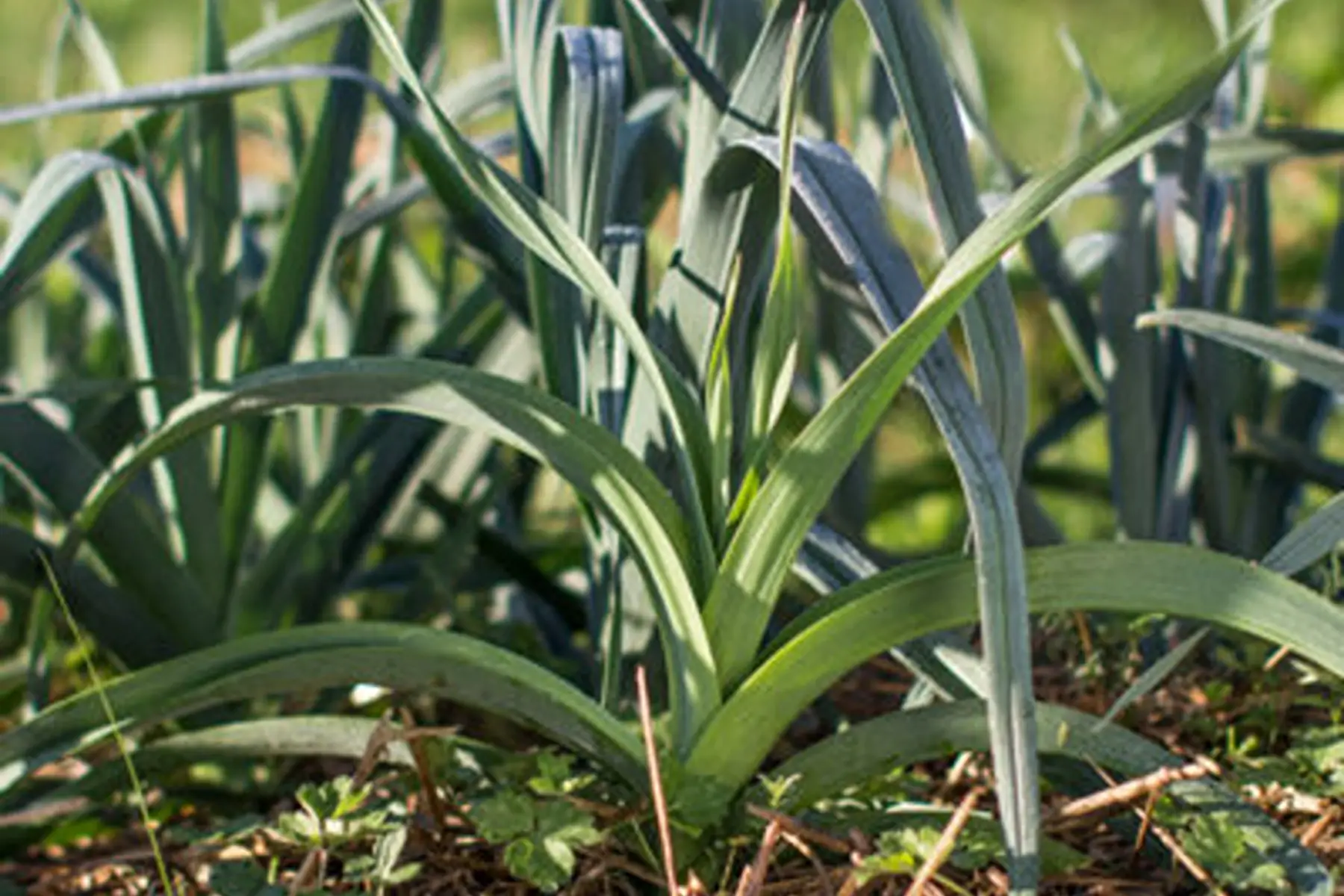 Poireau perpétuel à gousse