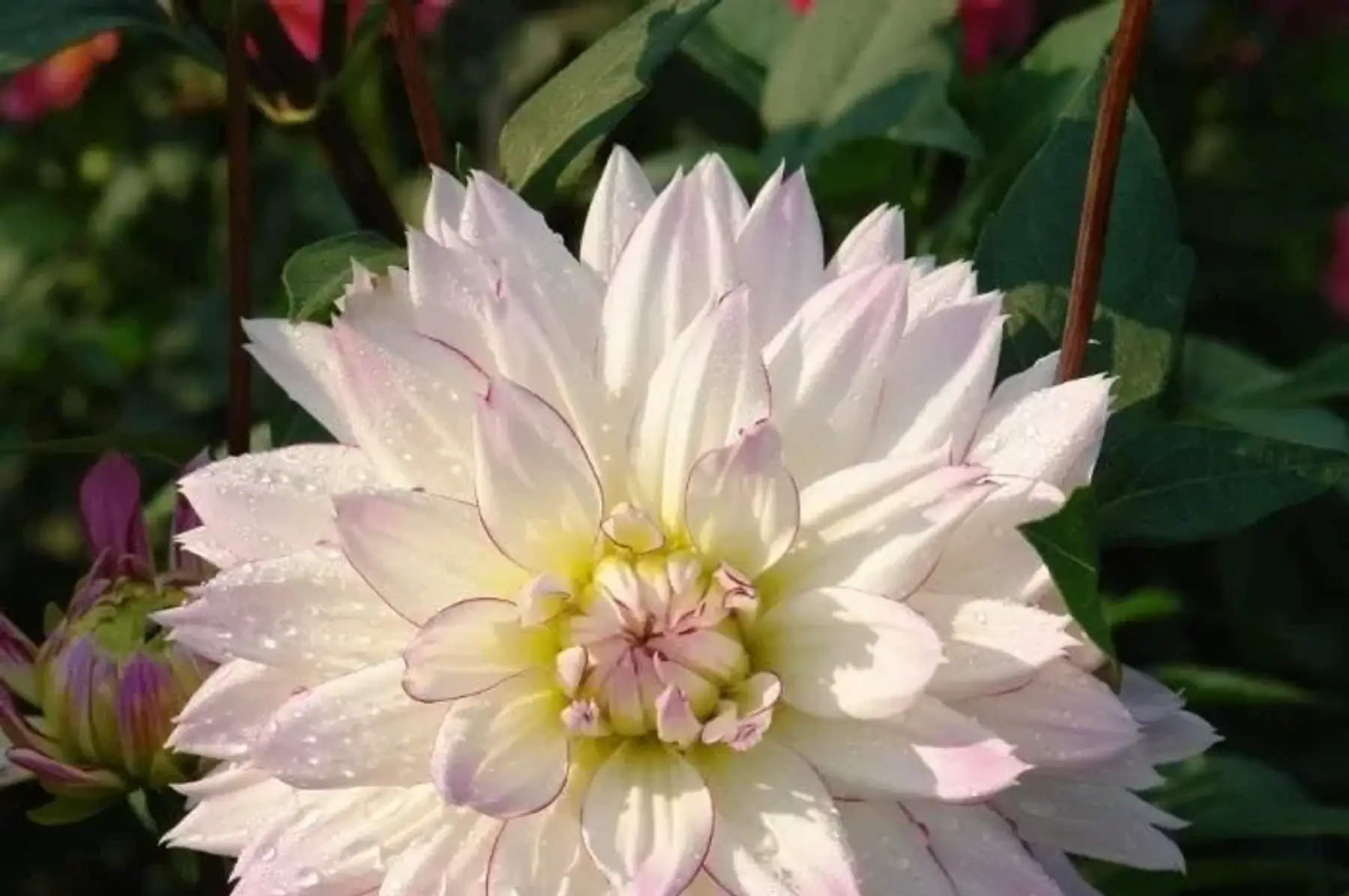 Dahlia décoratif à grandes fleurs Crazy Love