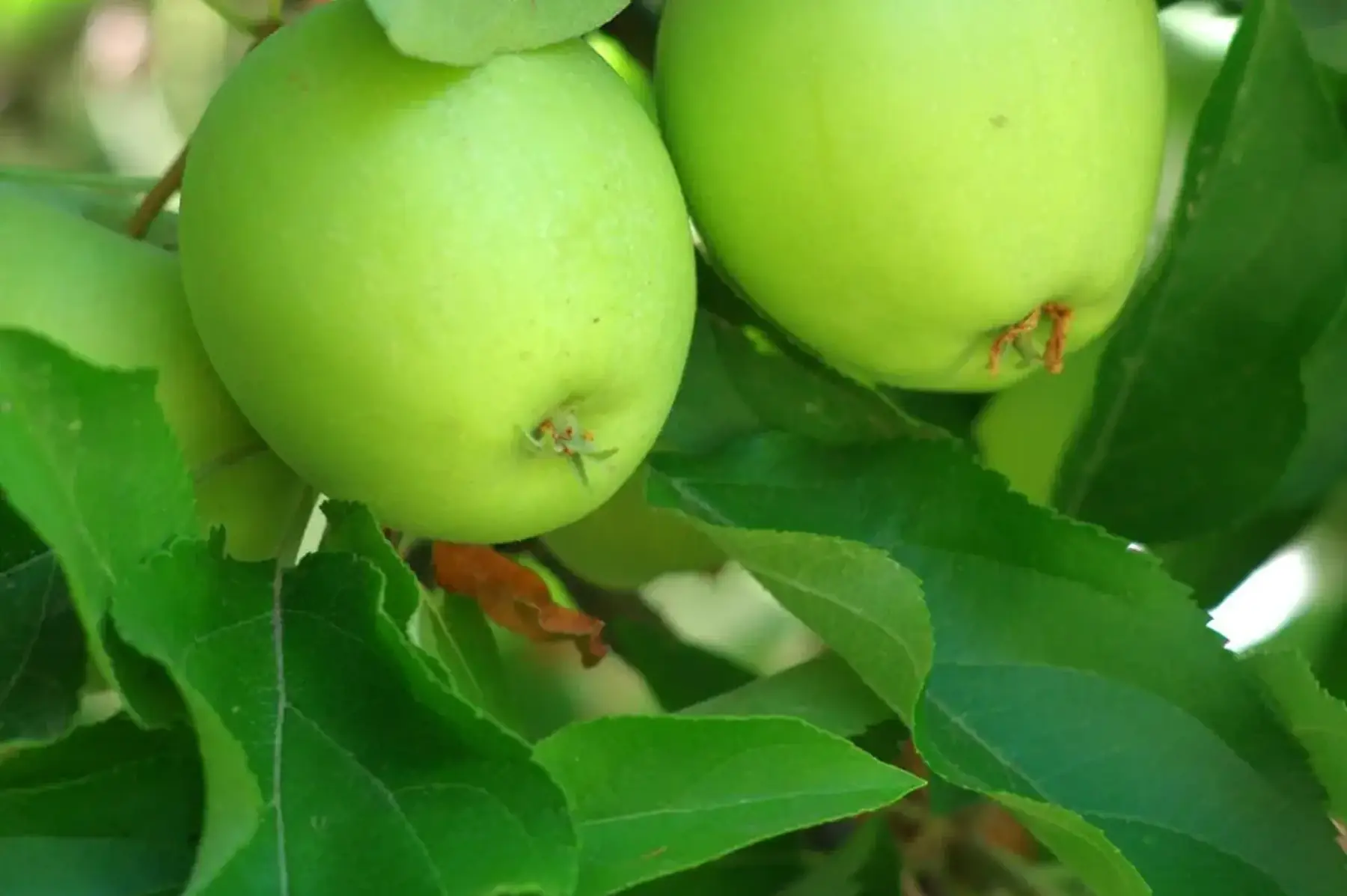 Pommier Granny Smith