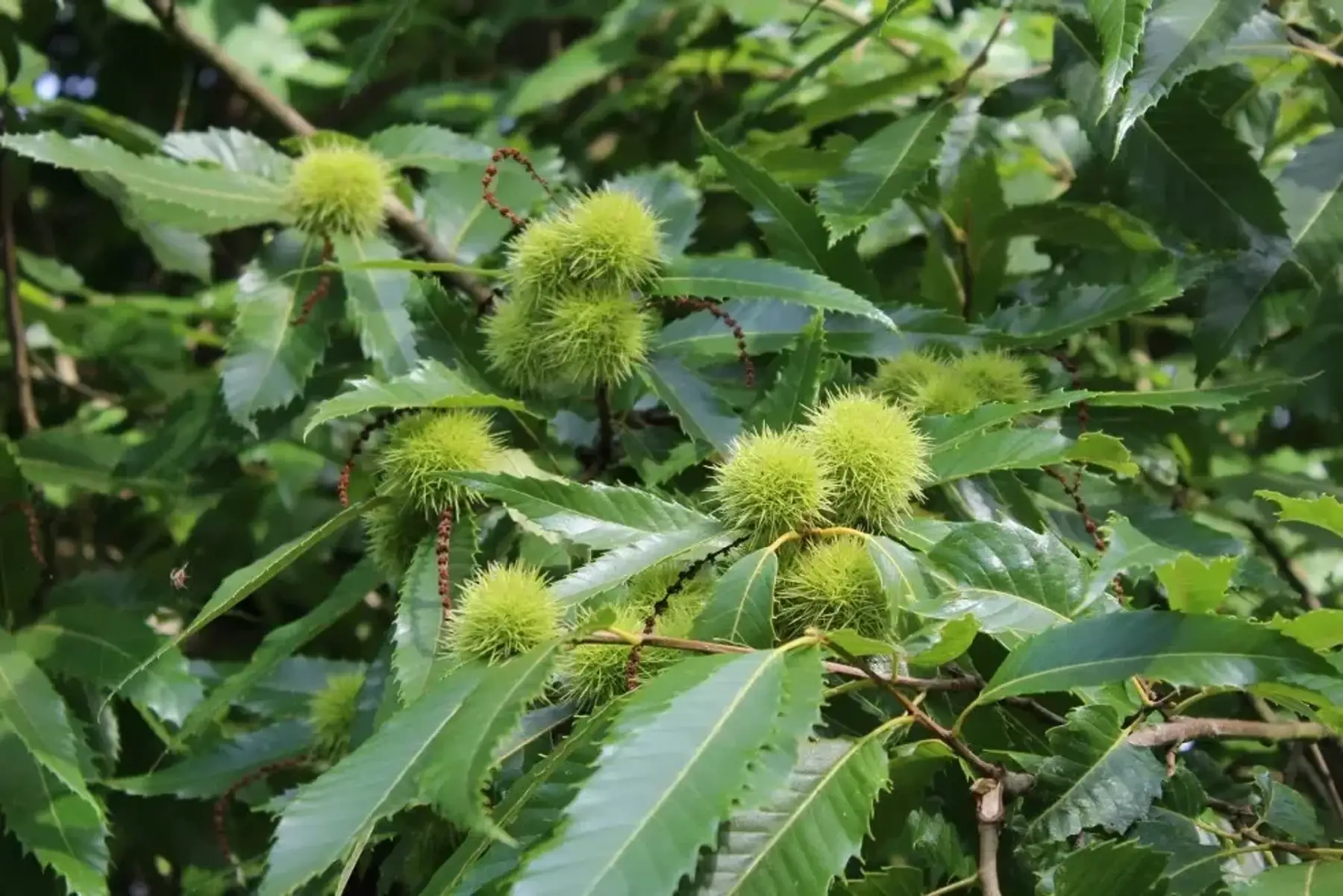 Châtaignier marron doré de Lyon