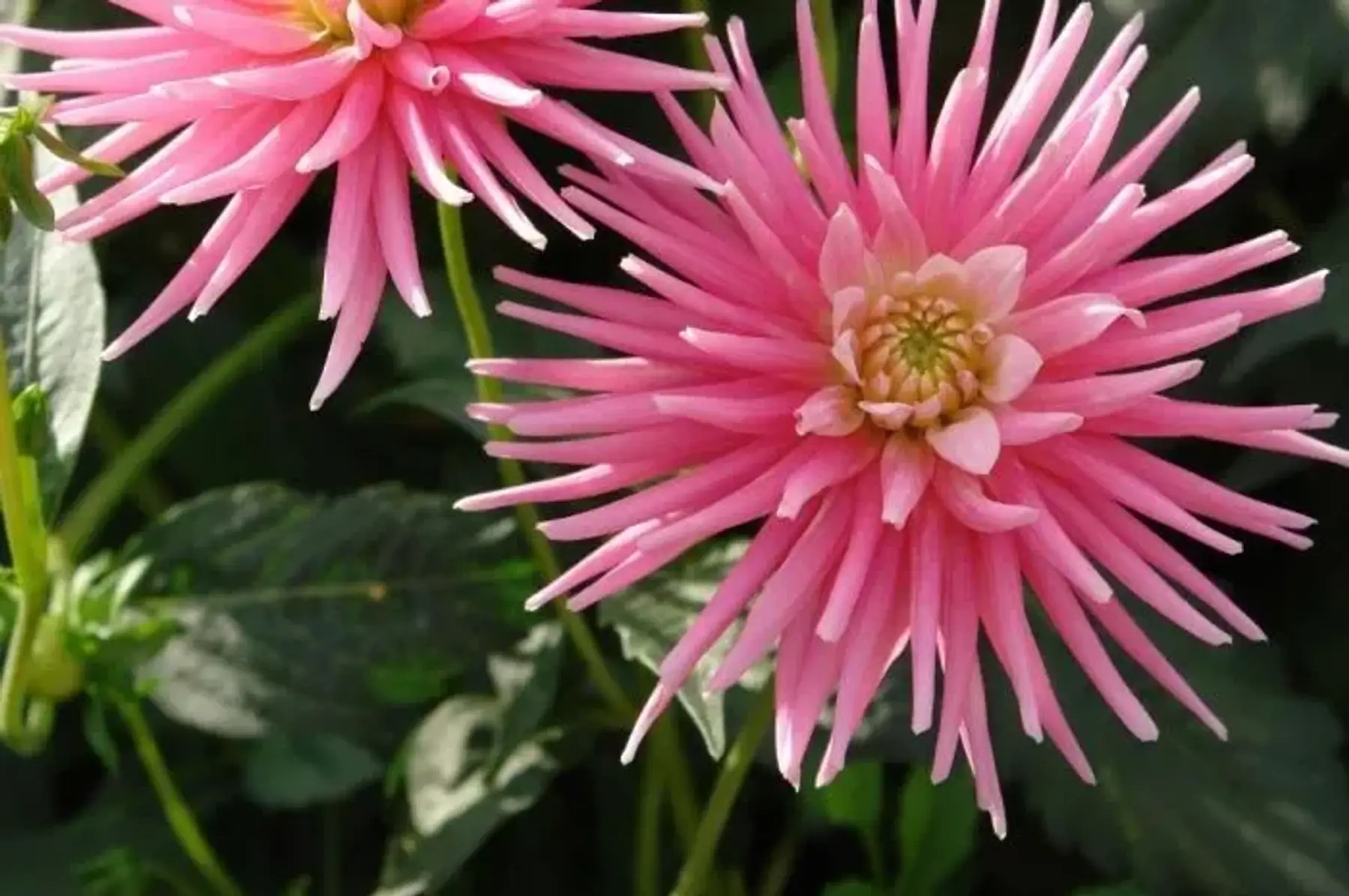 Dahlias semi-cactus nain park princess