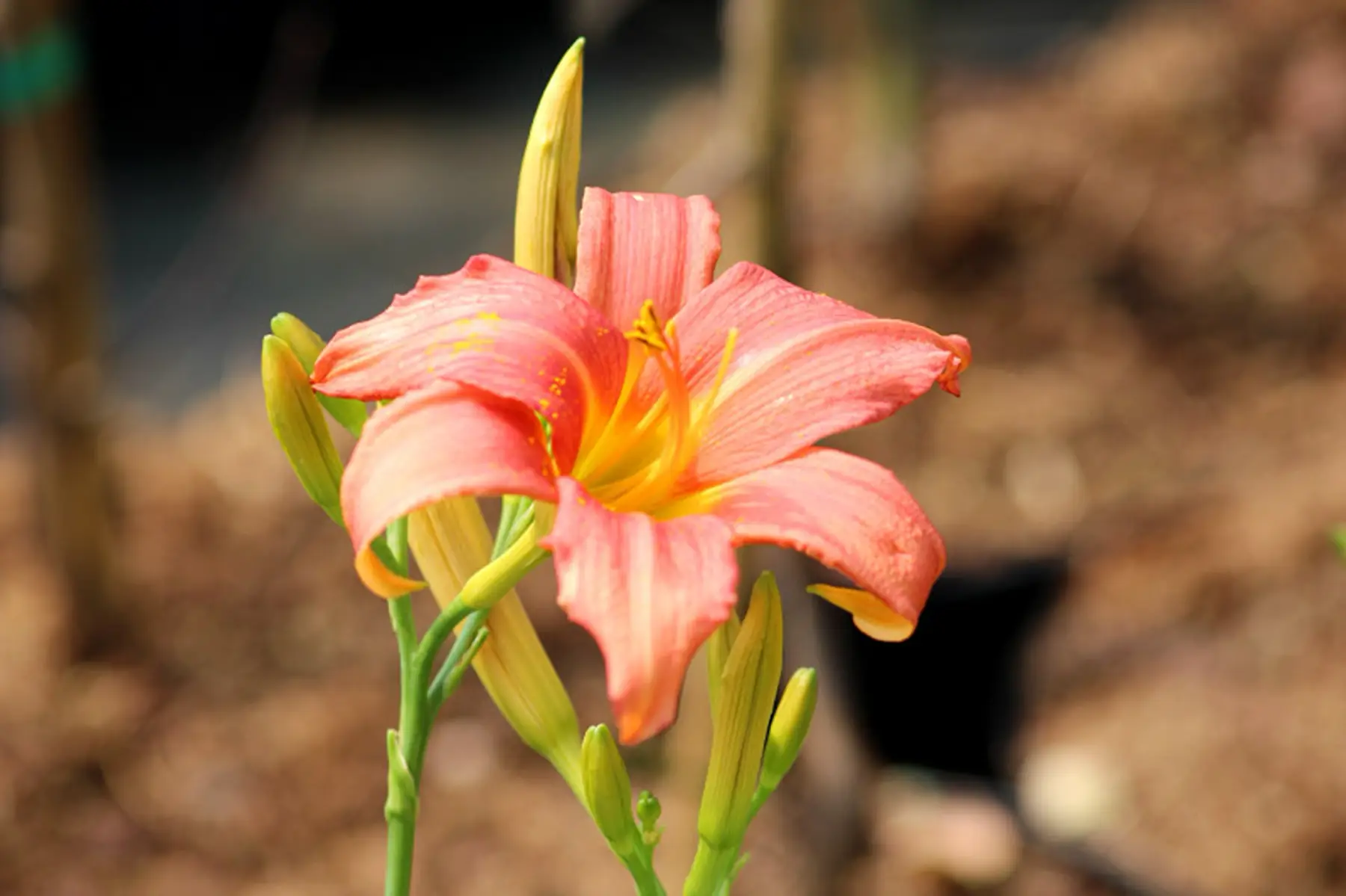 Hemerocalle Pink Damask