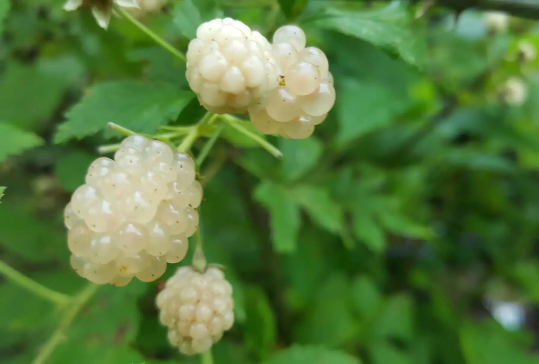 Mûre blanche Polar Berry