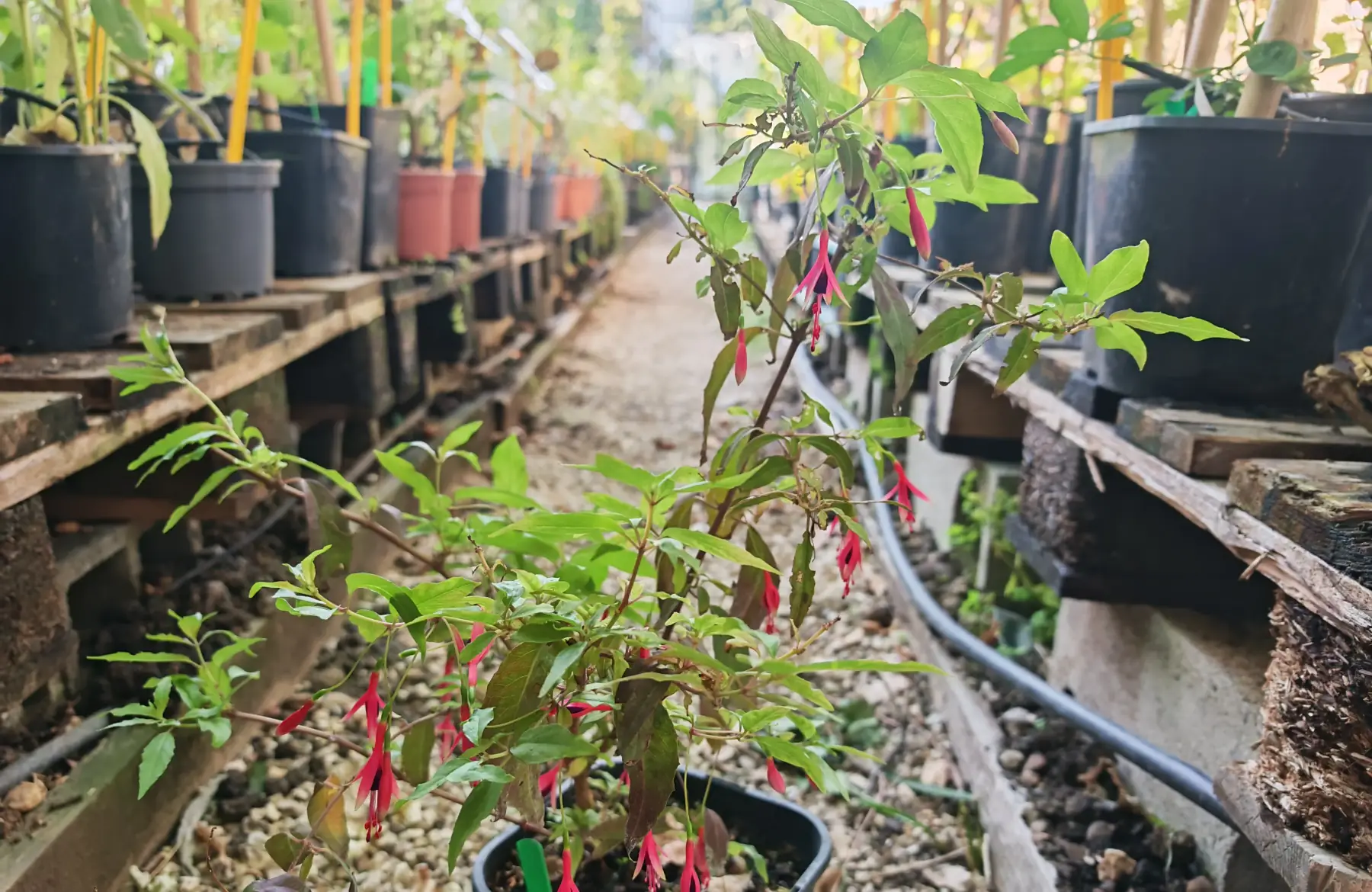 Fuchsia regia reitzii