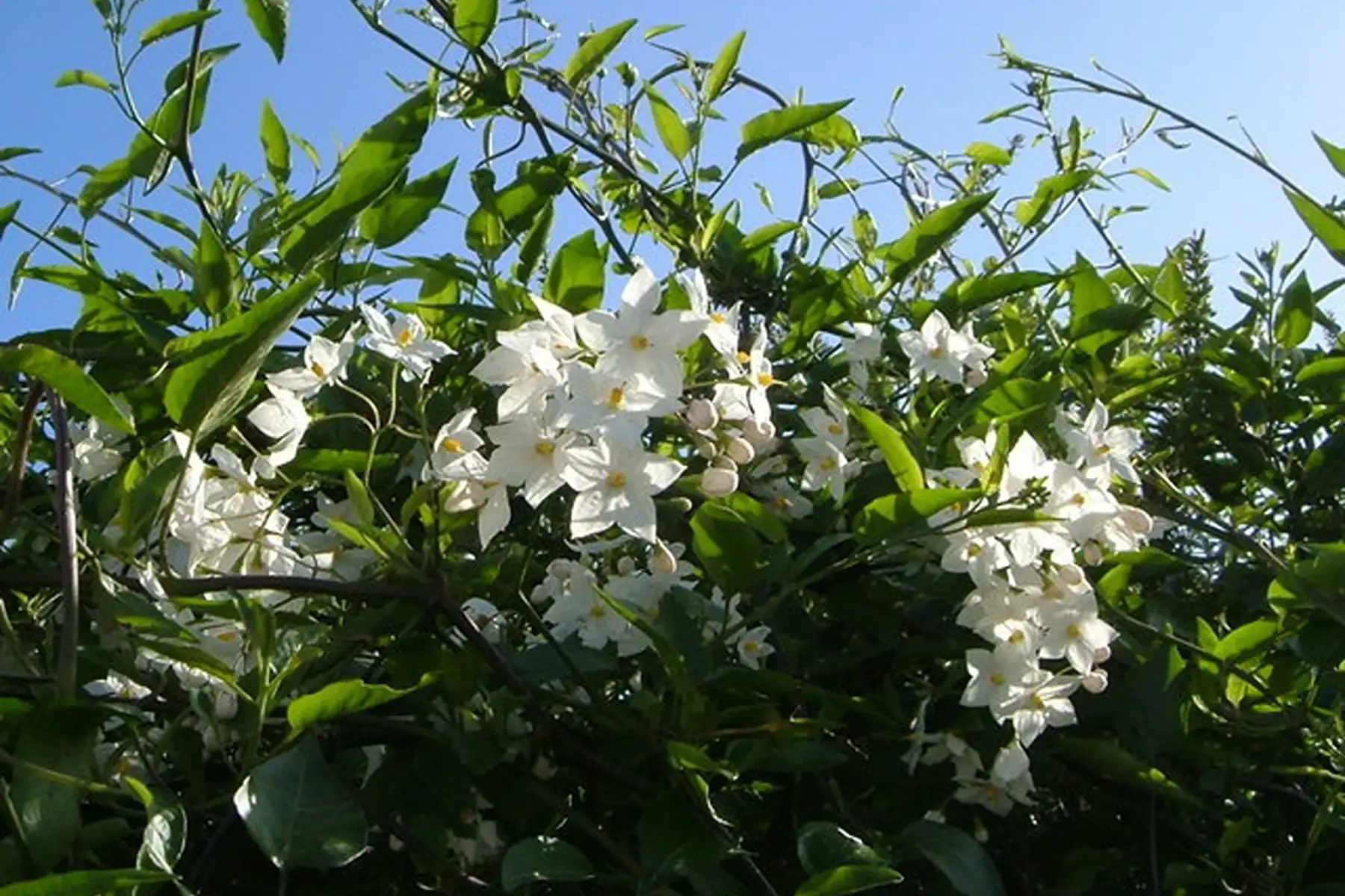 Solanum faux-jasmin