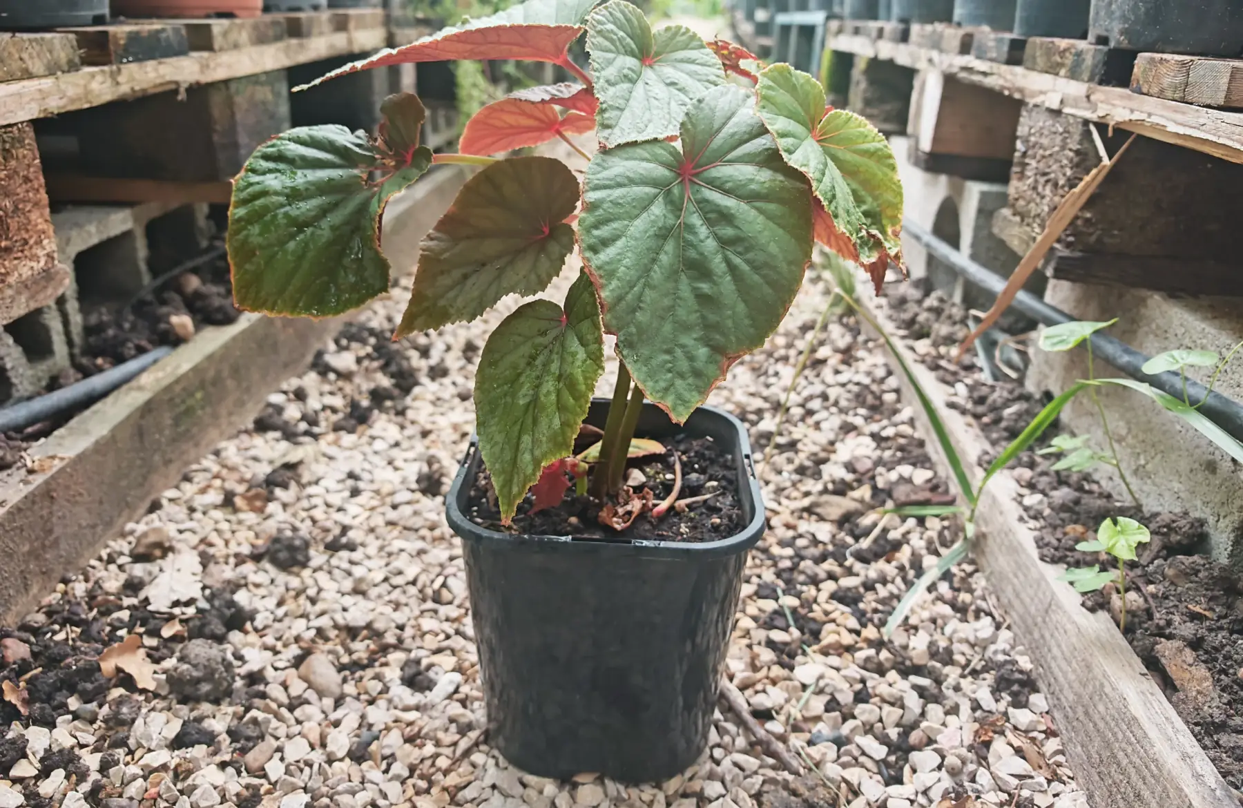 Begonia imposant