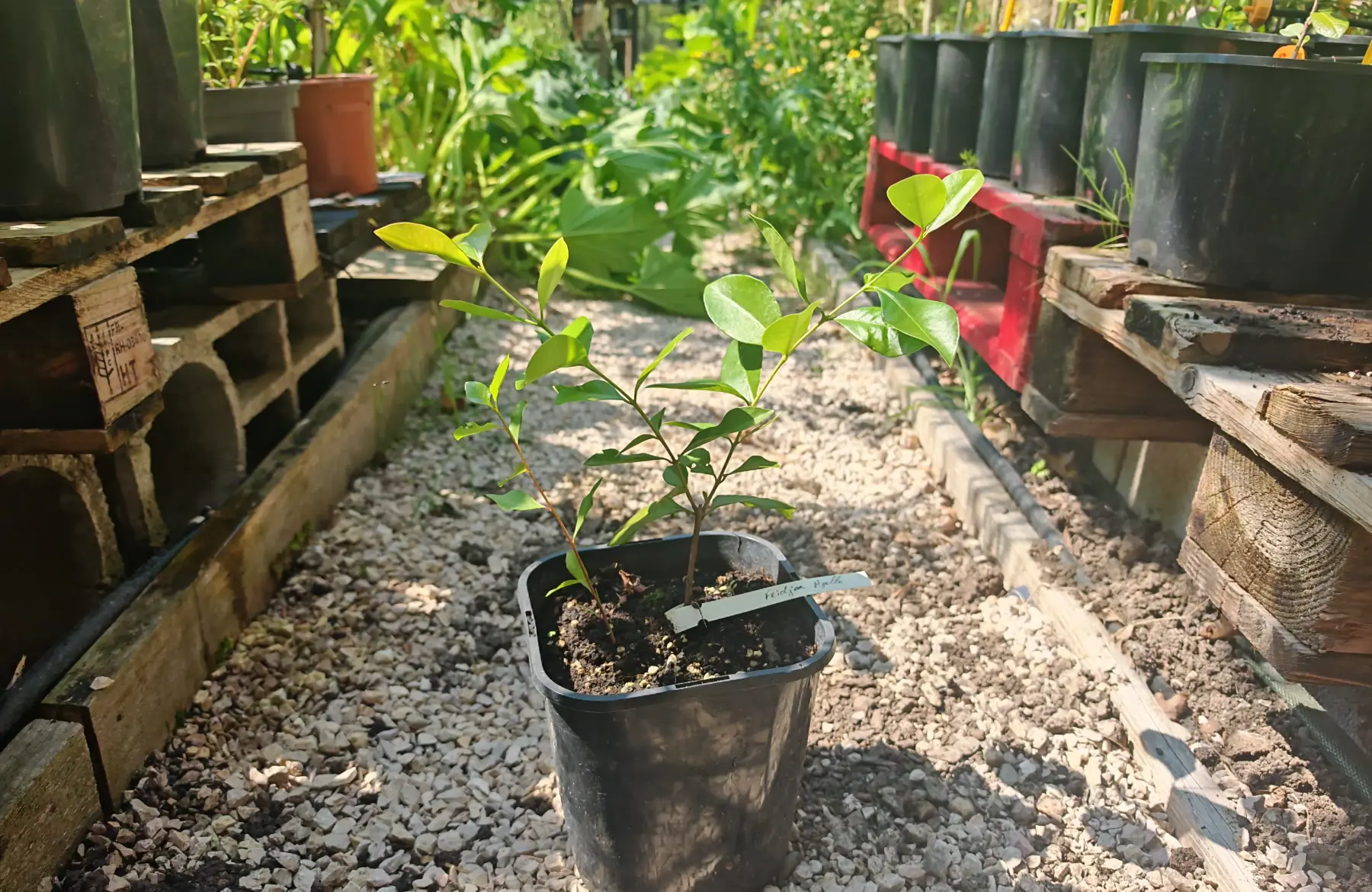 Feijoa apollo