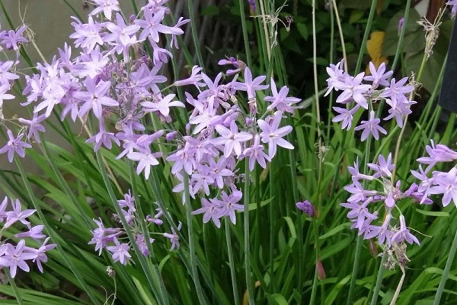 Ail d'afrique fleurs roses