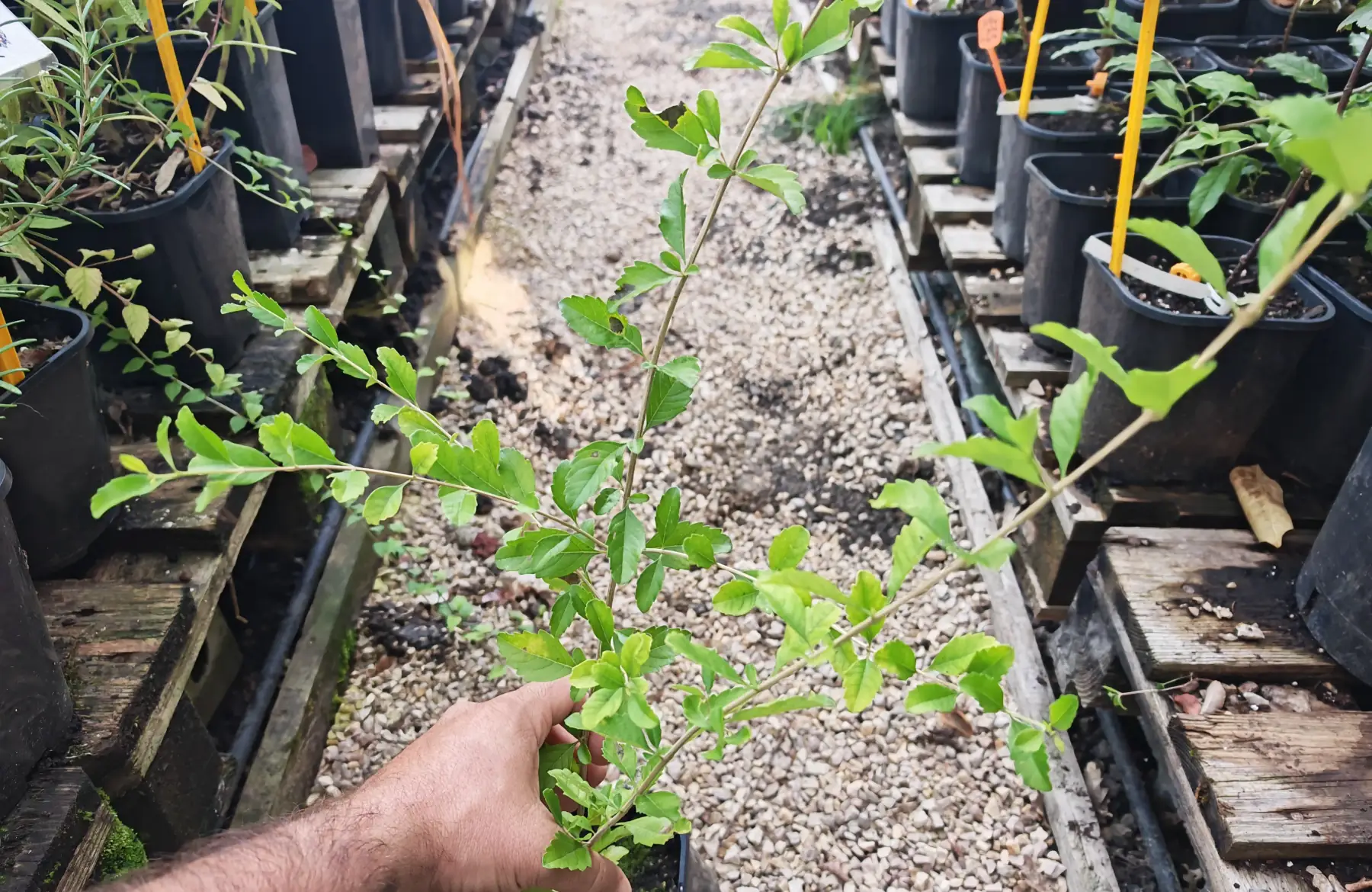 Verveine eucalyptus
