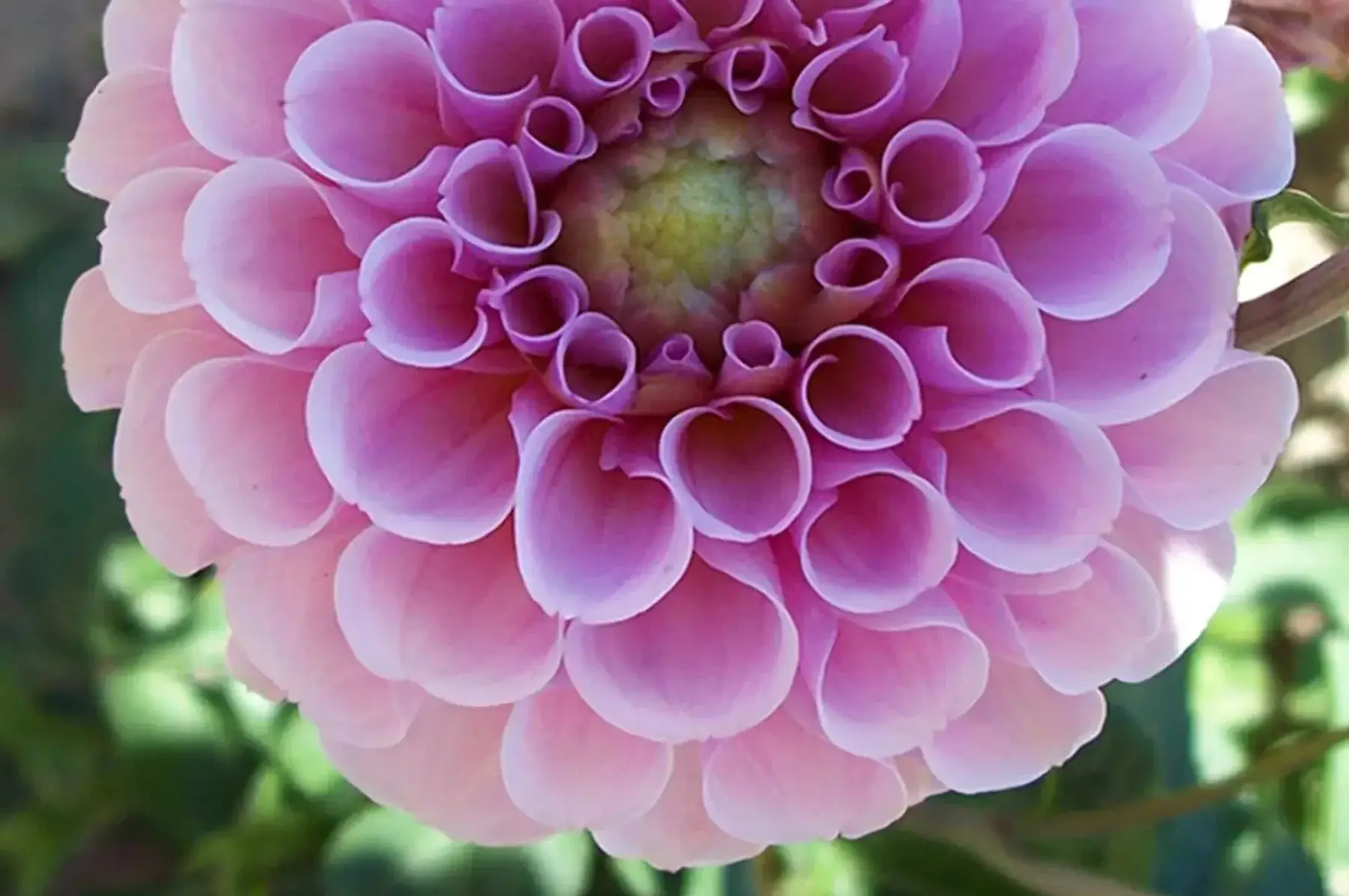Dahlias pompon stolze von berlin