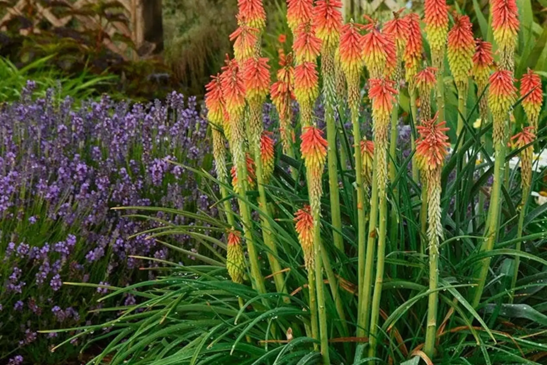 Kniphofia, tison de satan