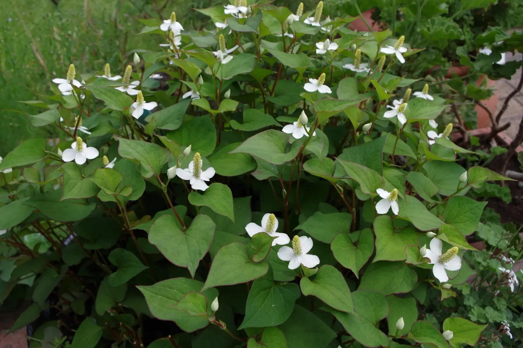 poivrier de chine houttuynia cordata