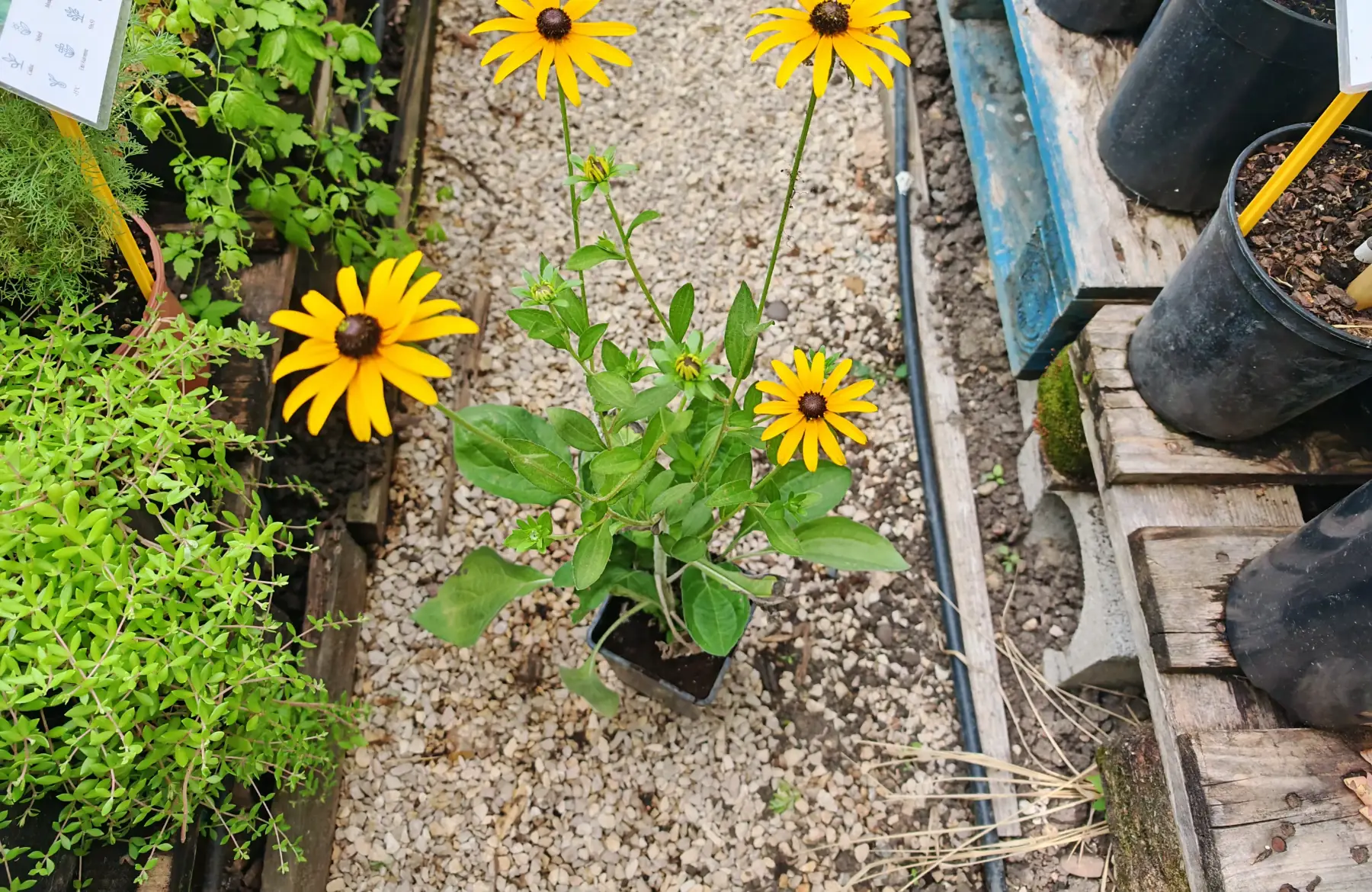 Rudbeckia
