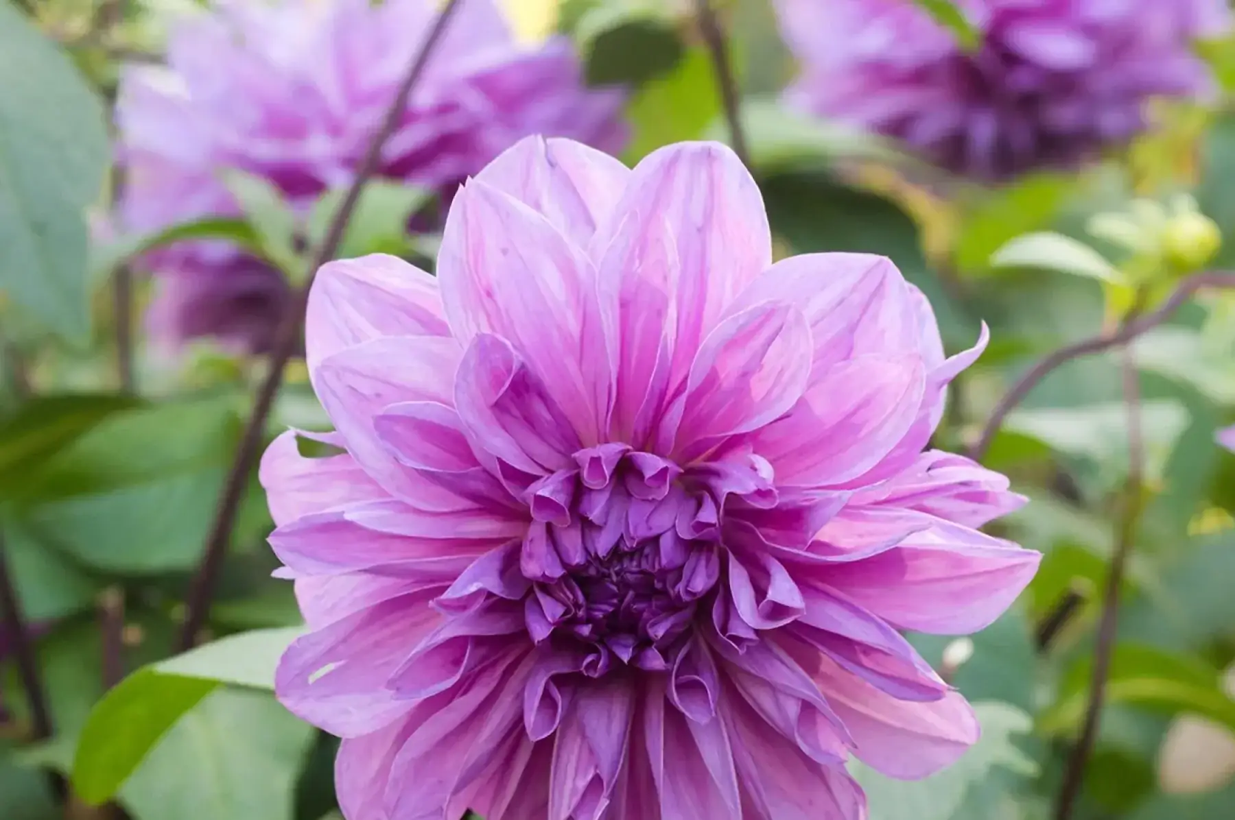 Dahlias décoratif lilac time