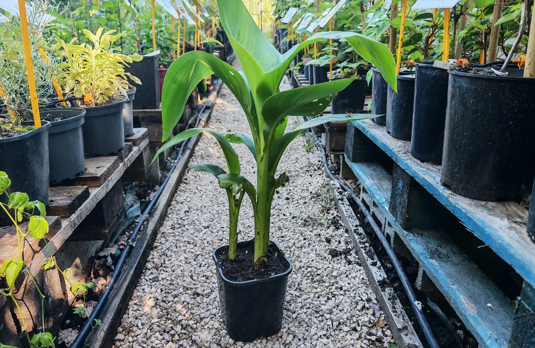 Canna vert à fleur jaune