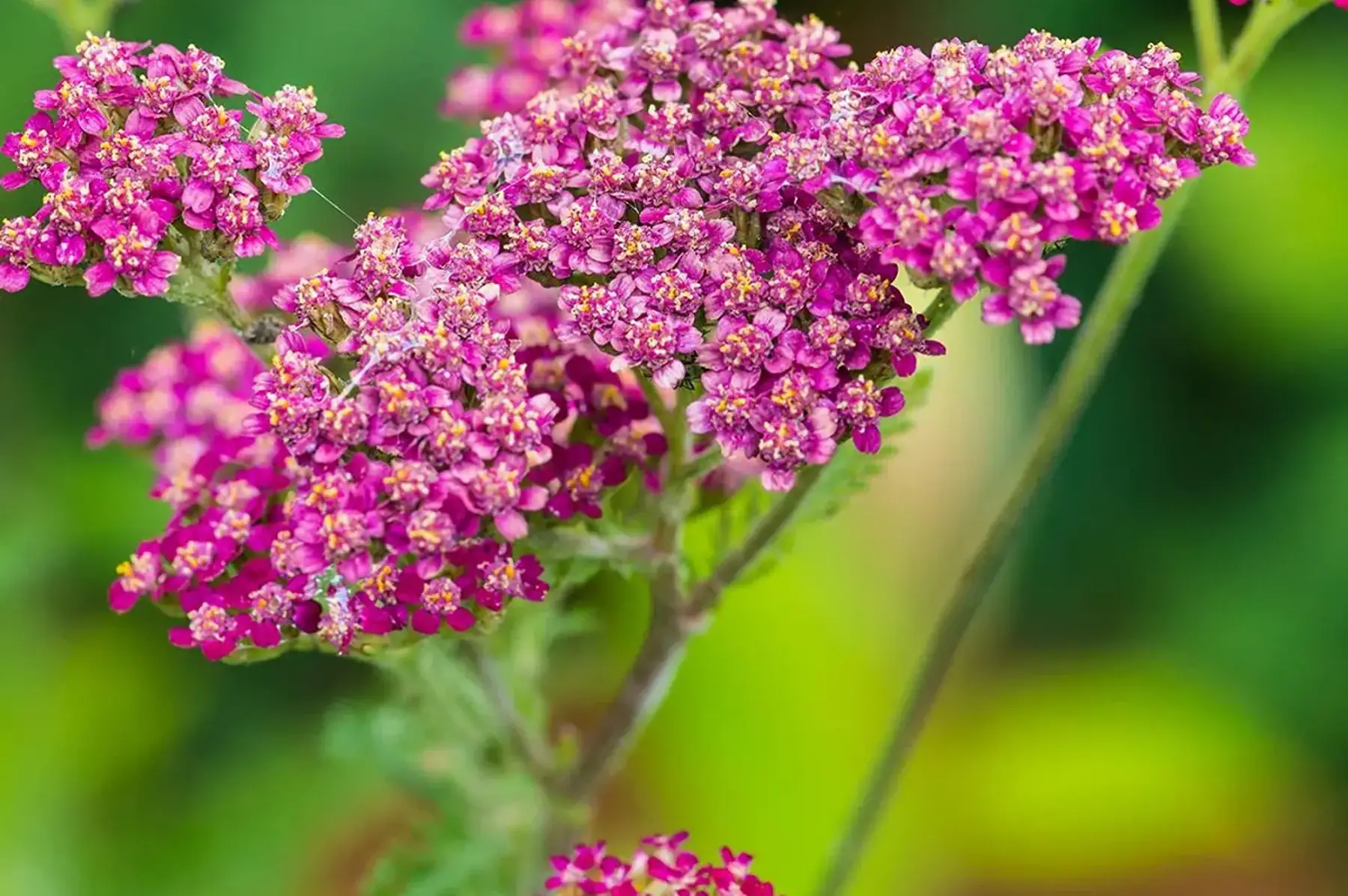 Achillée millefeuille cassis