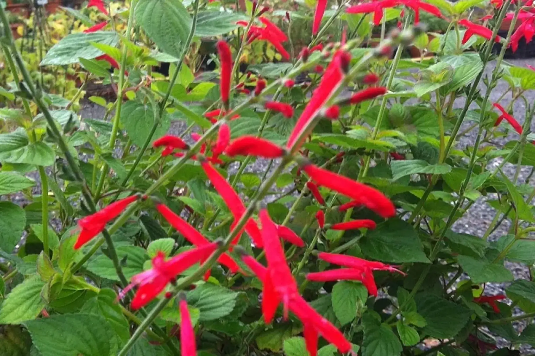 Sauge tangerine goût orange