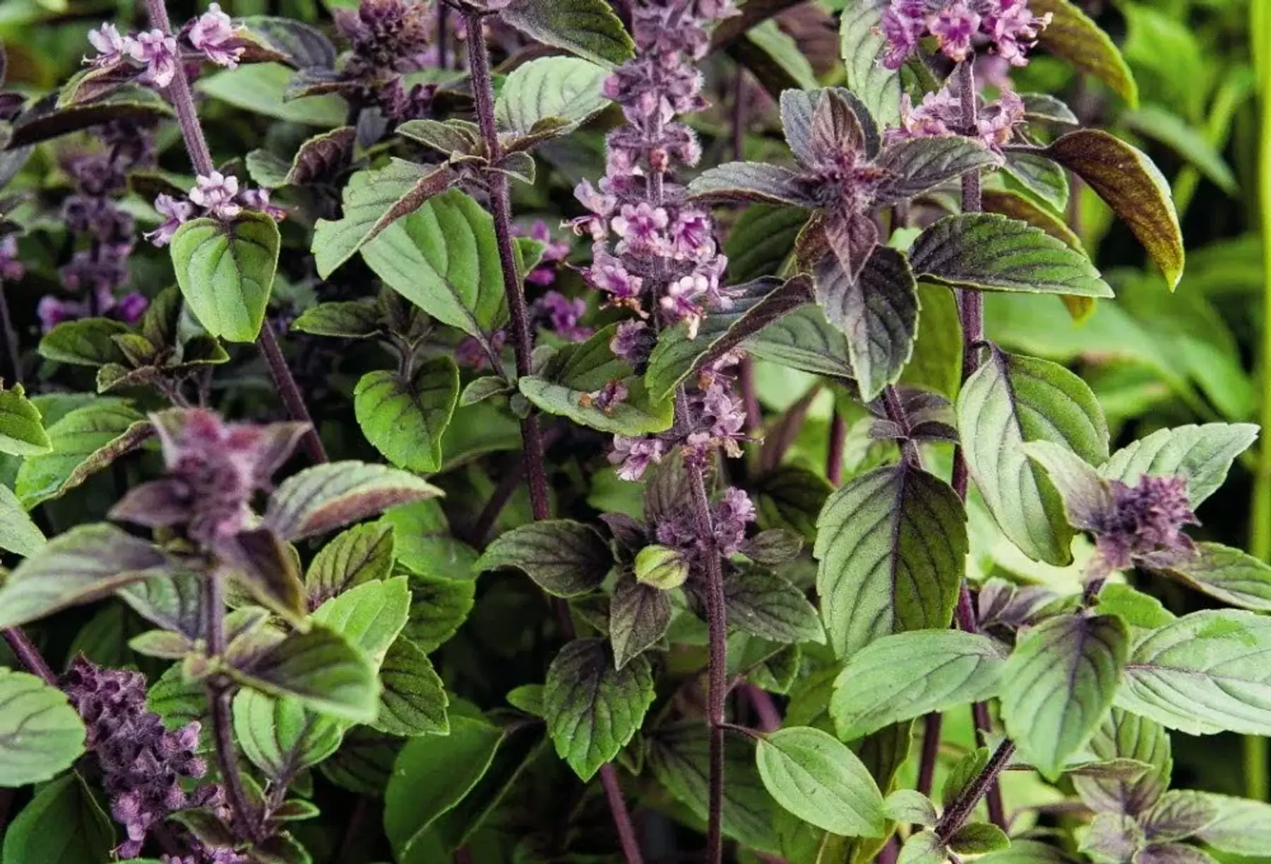 Basilic vivace du Kenya