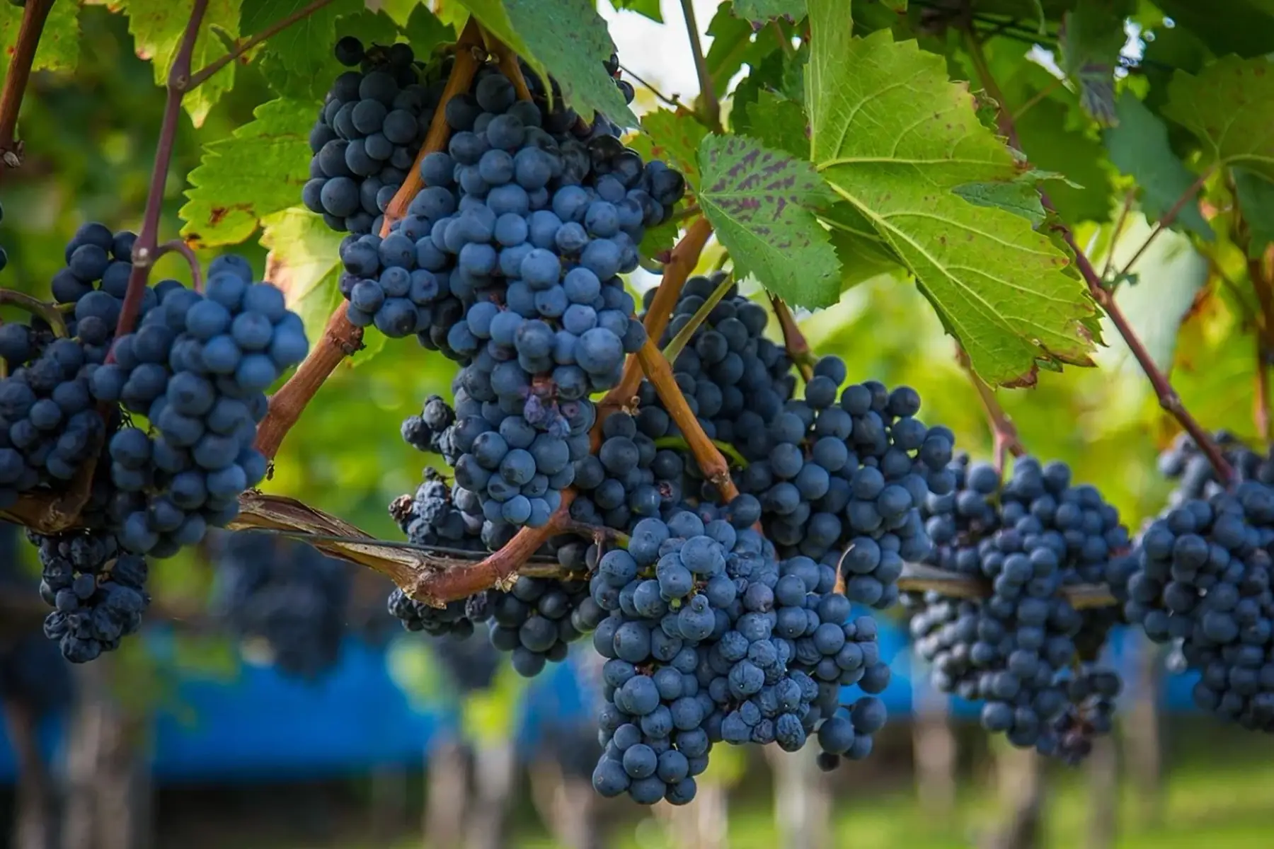 Vigne Roi des précoces