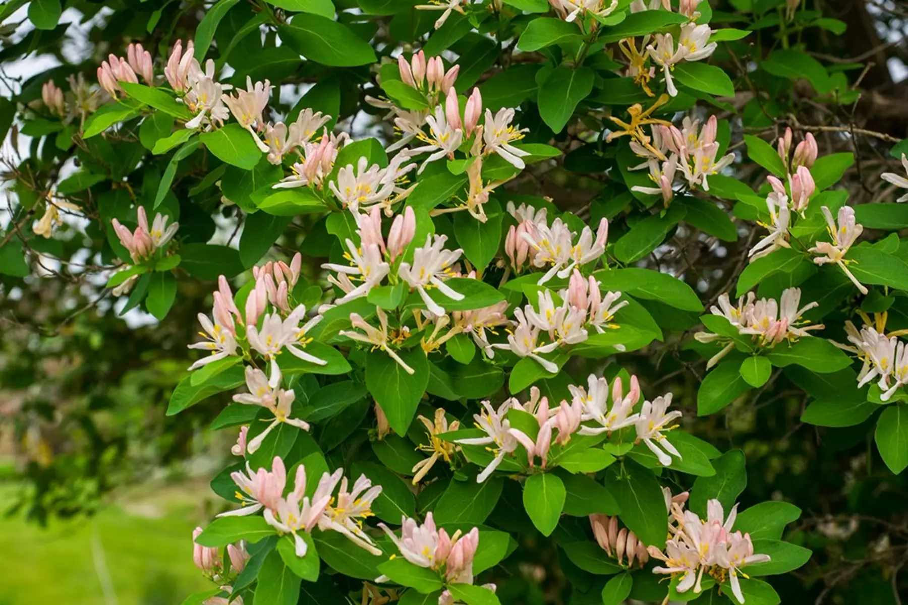 Chèvrefeuille d’hiver