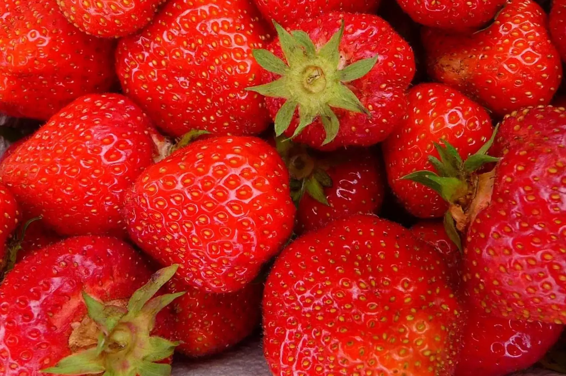 fraisier senga sengana