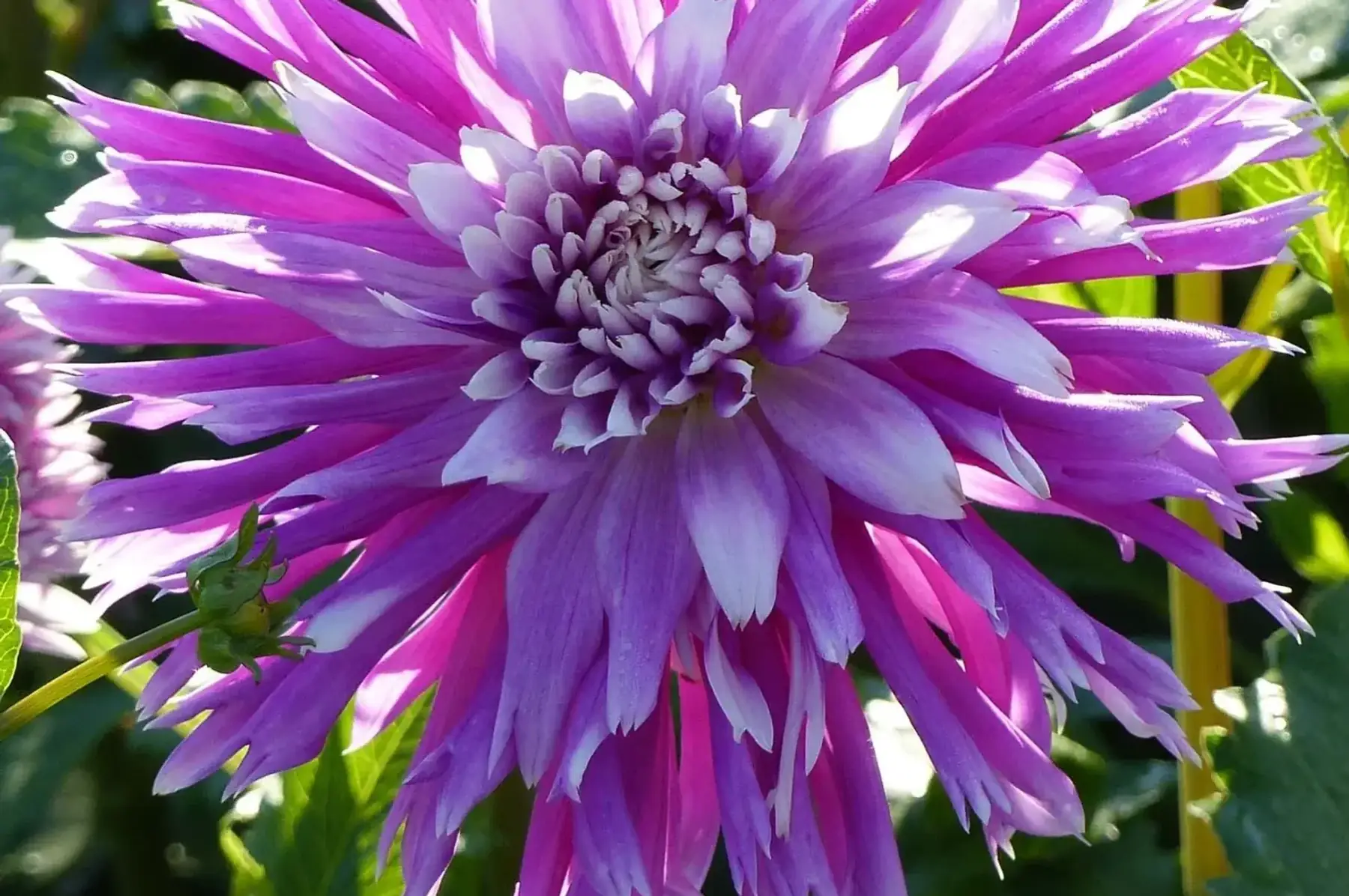 Dahlias frangé table dancer