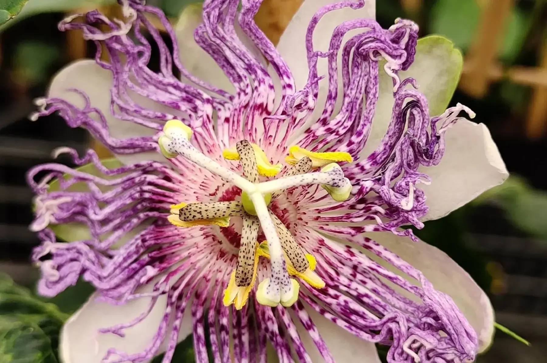 Passiflore Eia popei