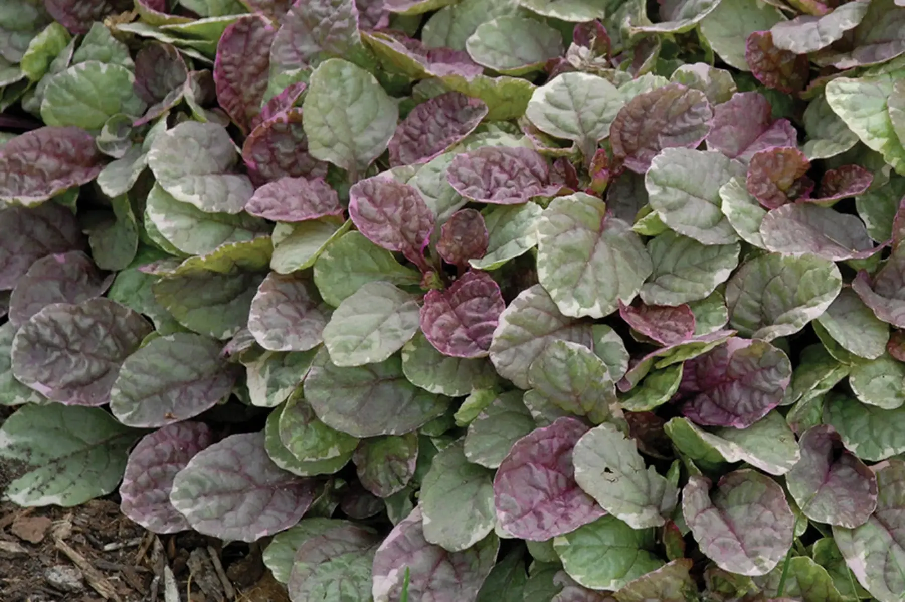 Bugle rampante tricolore