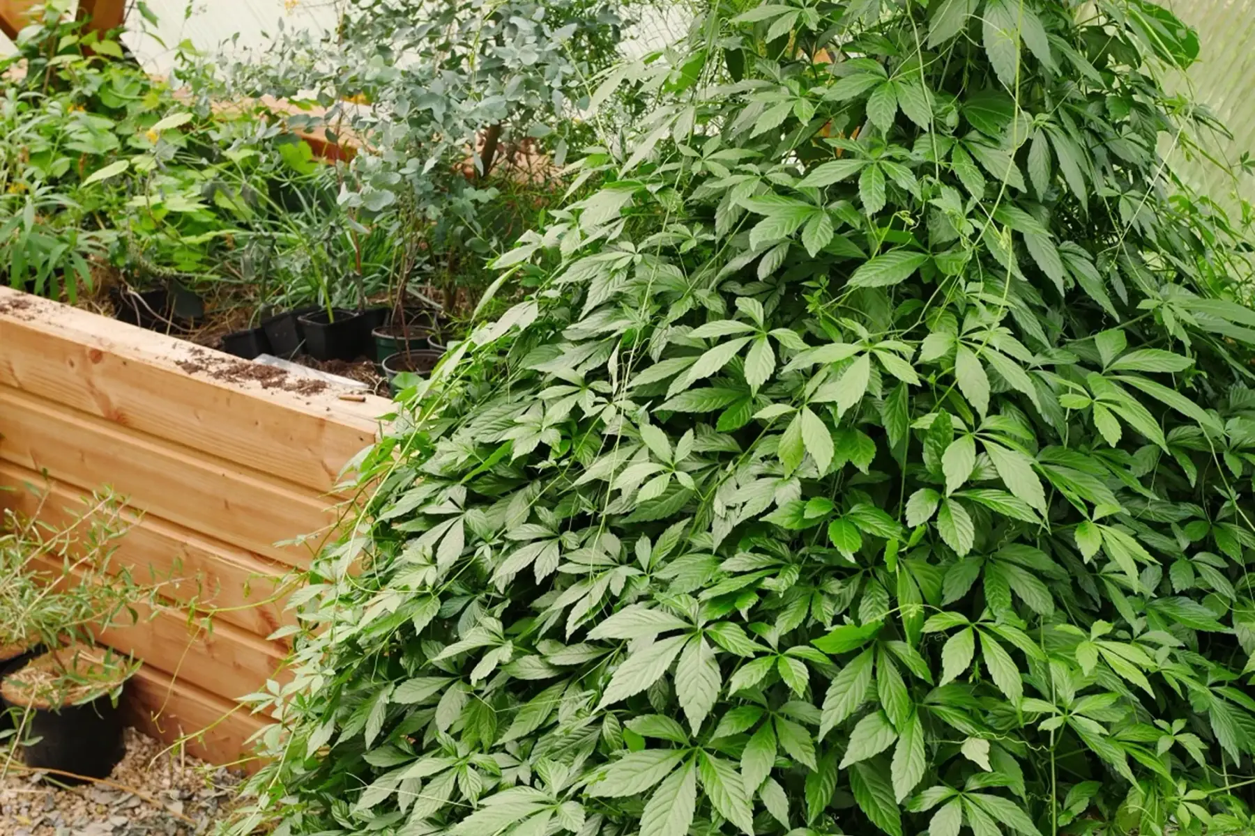 thé de l'immortalité