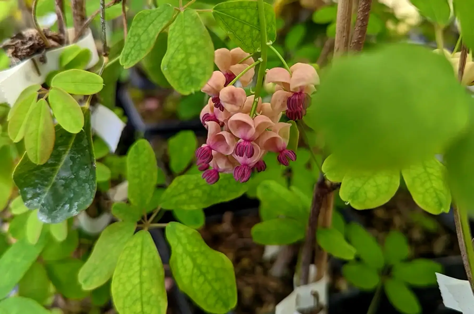 Akebia quinata cream form