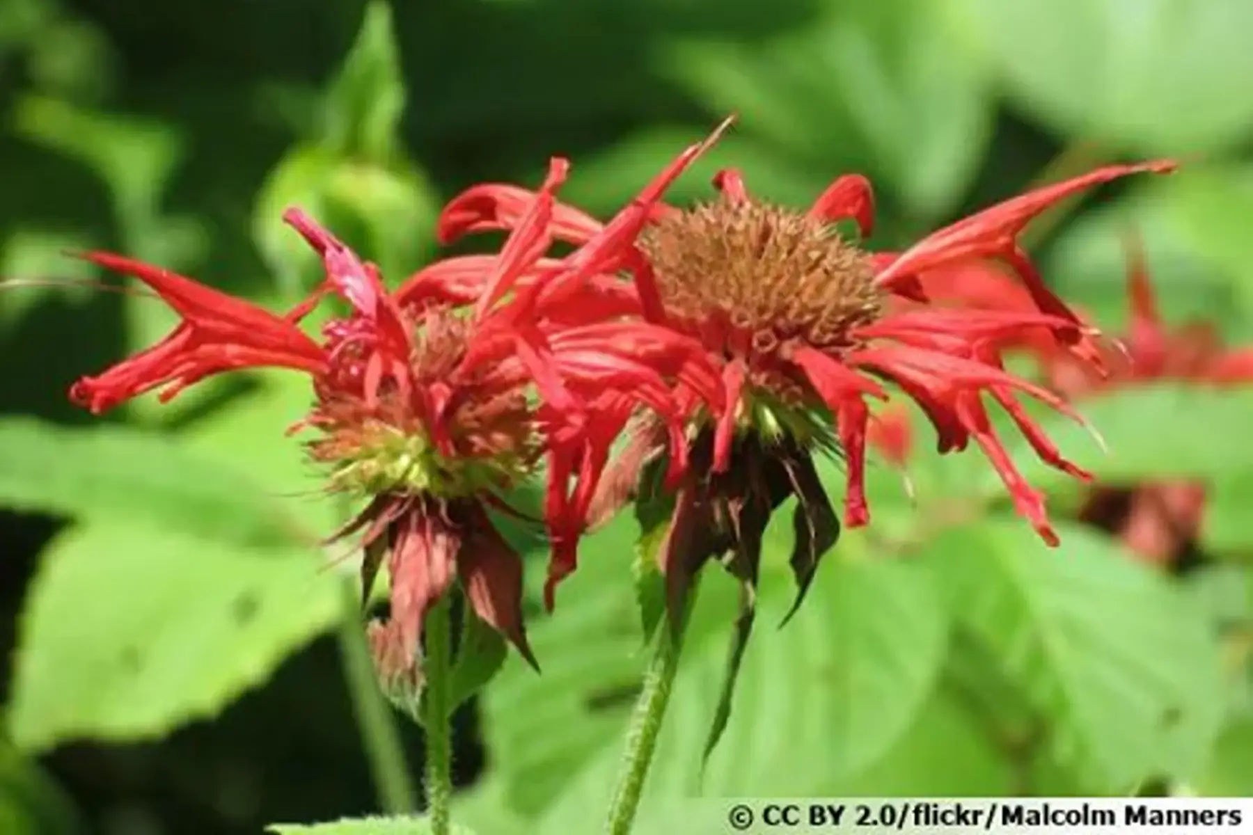 Bergamote écarlate