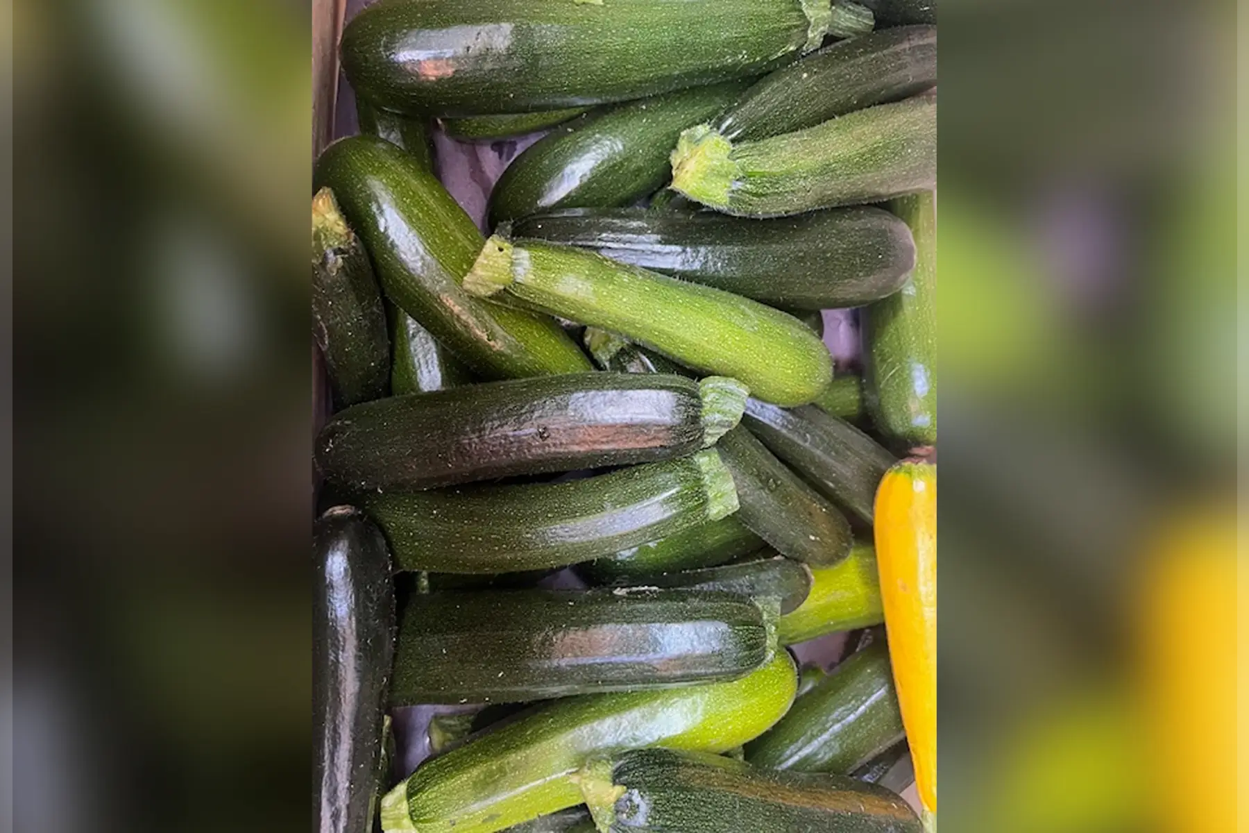 courgette