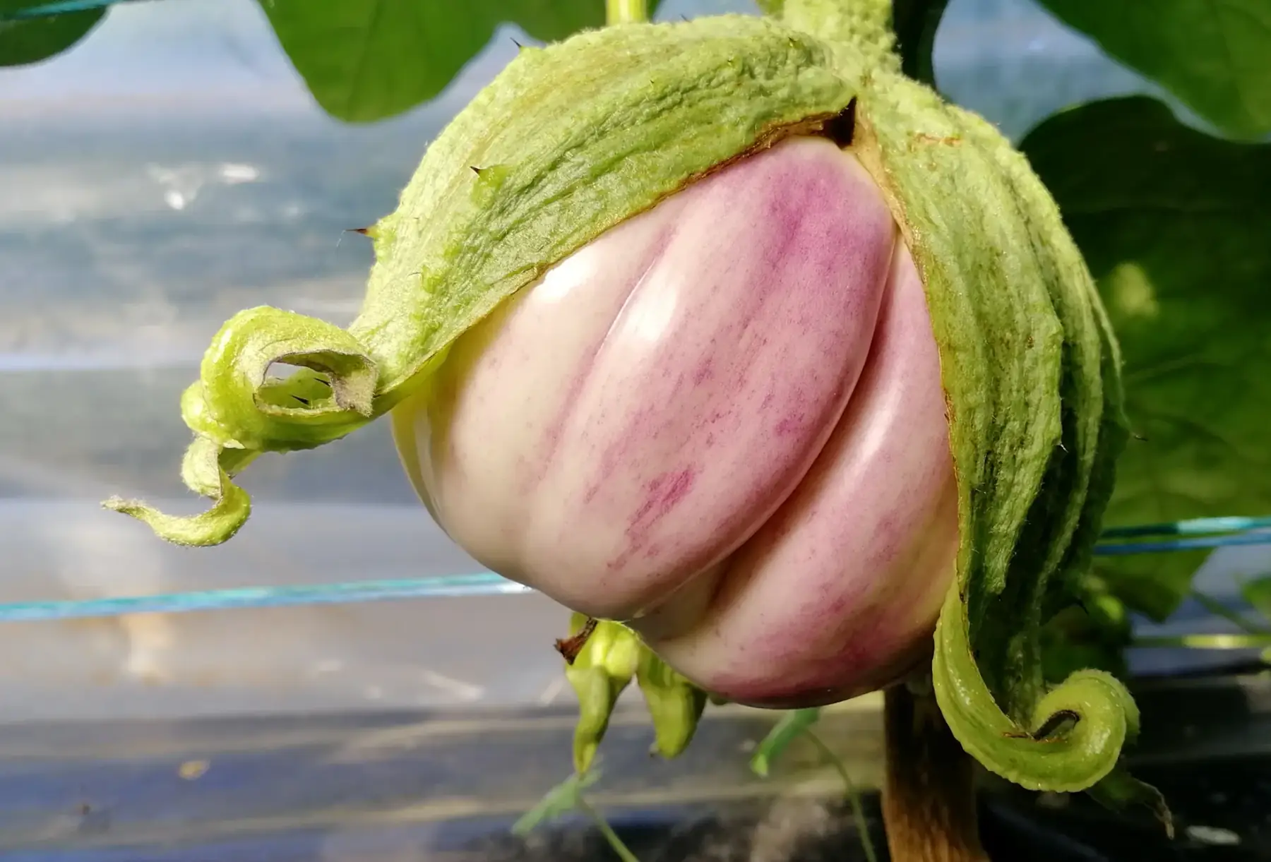 Aubergines Rotonda Bianca