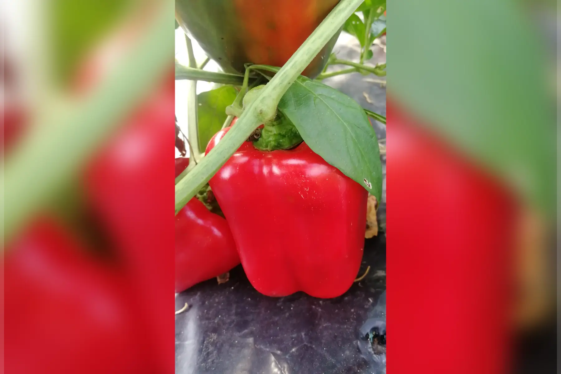 Poivron rouge