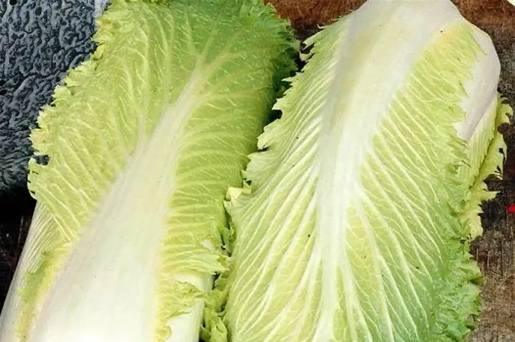 Chou chinois PET SAI