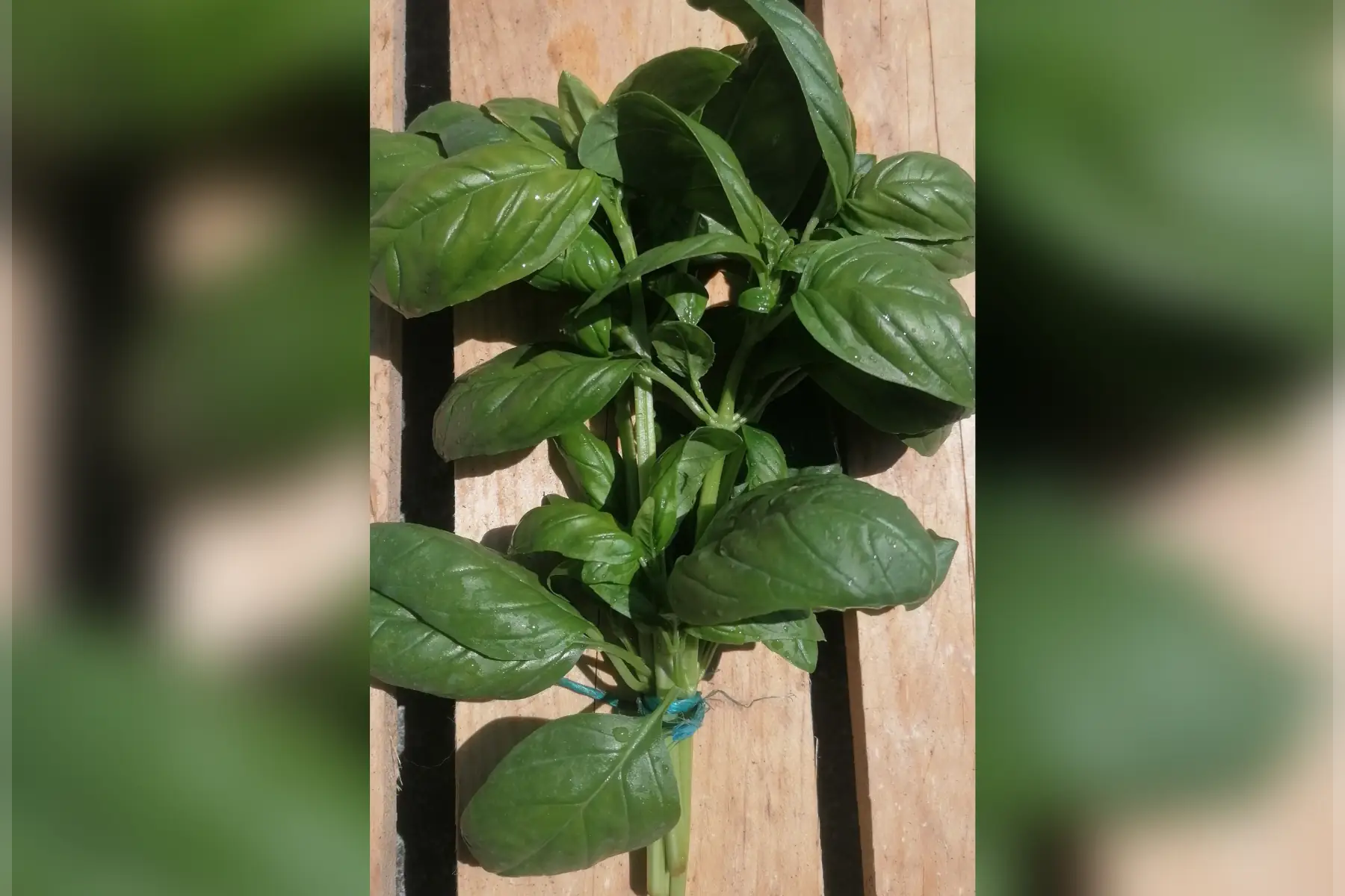 Bouquet de basilic