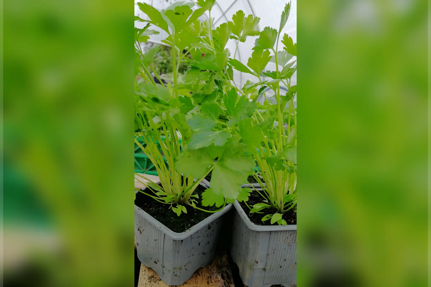 Plants de persil
