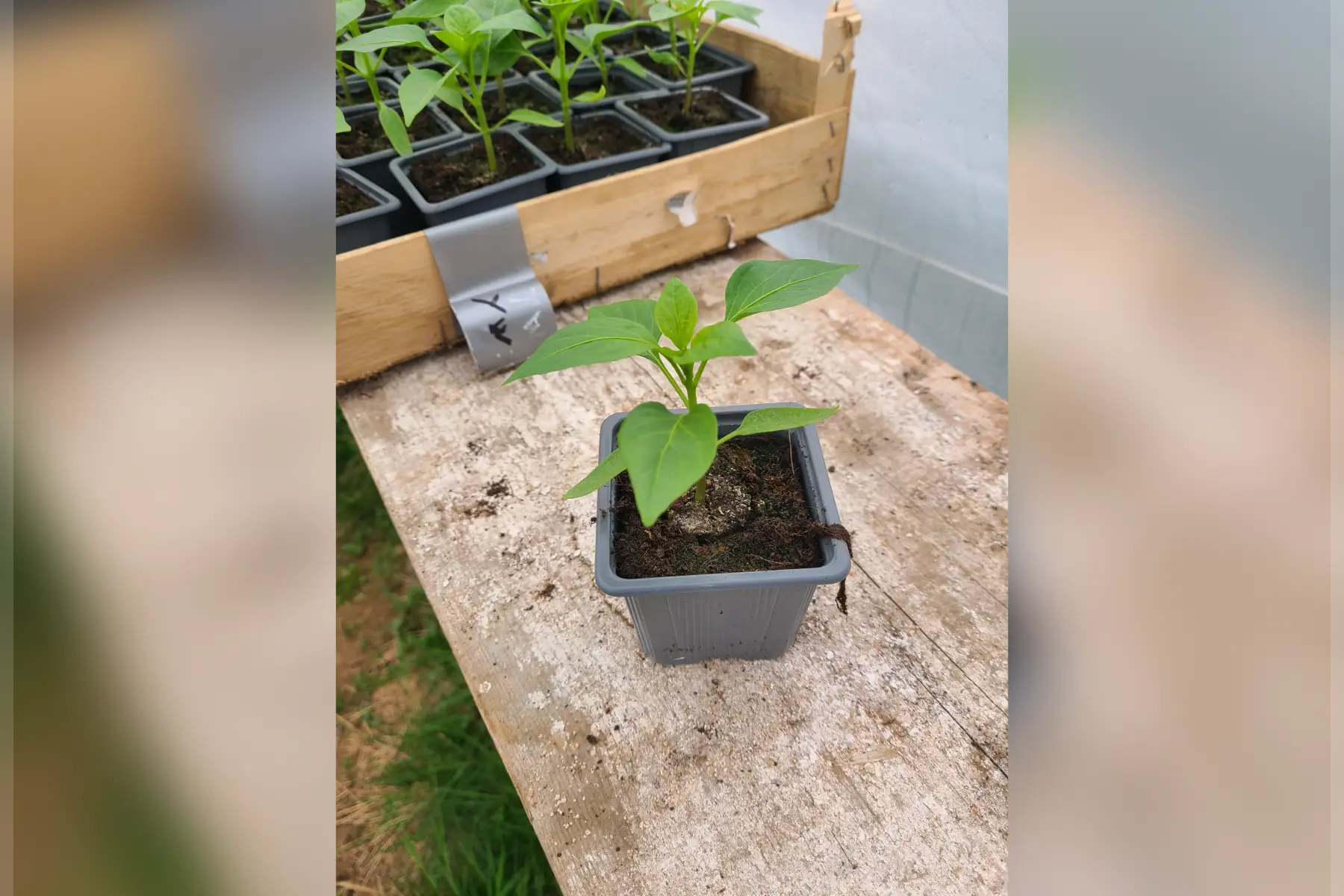 Plants poivrons