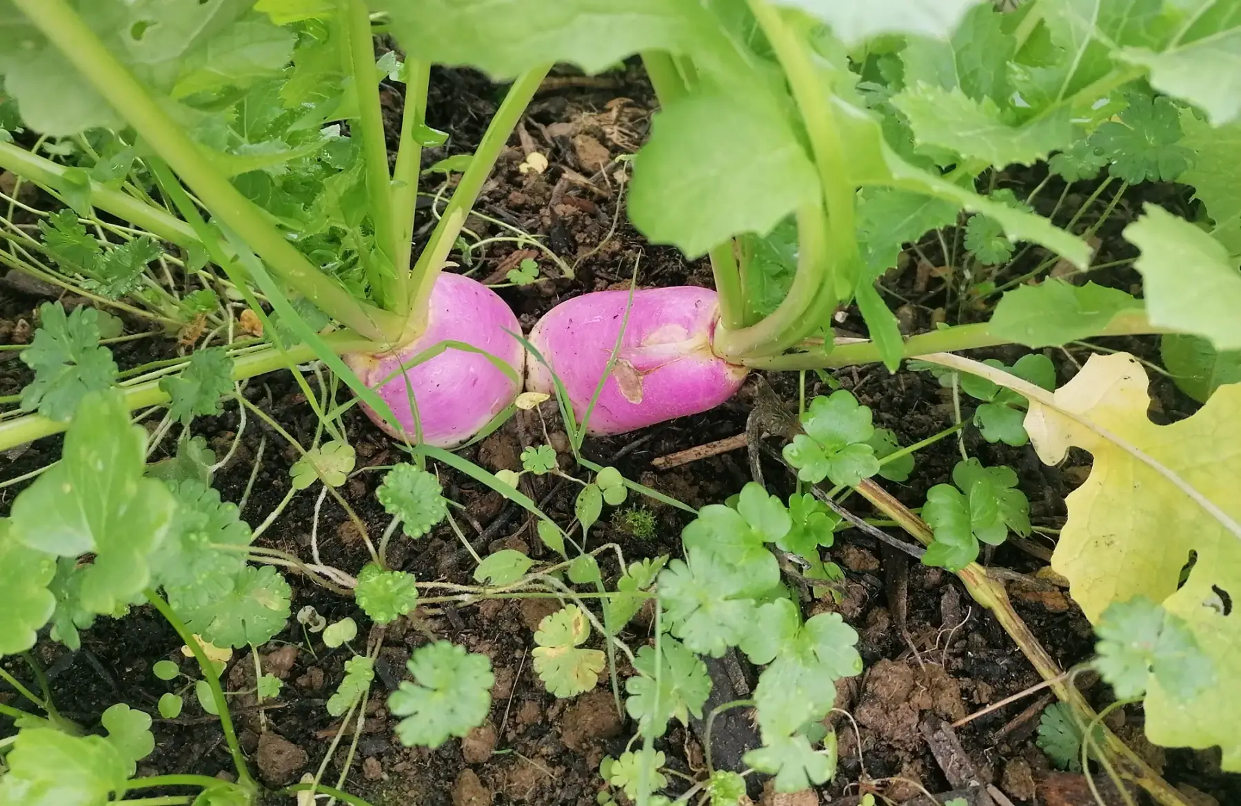 Navet vrac blanc à collet violet